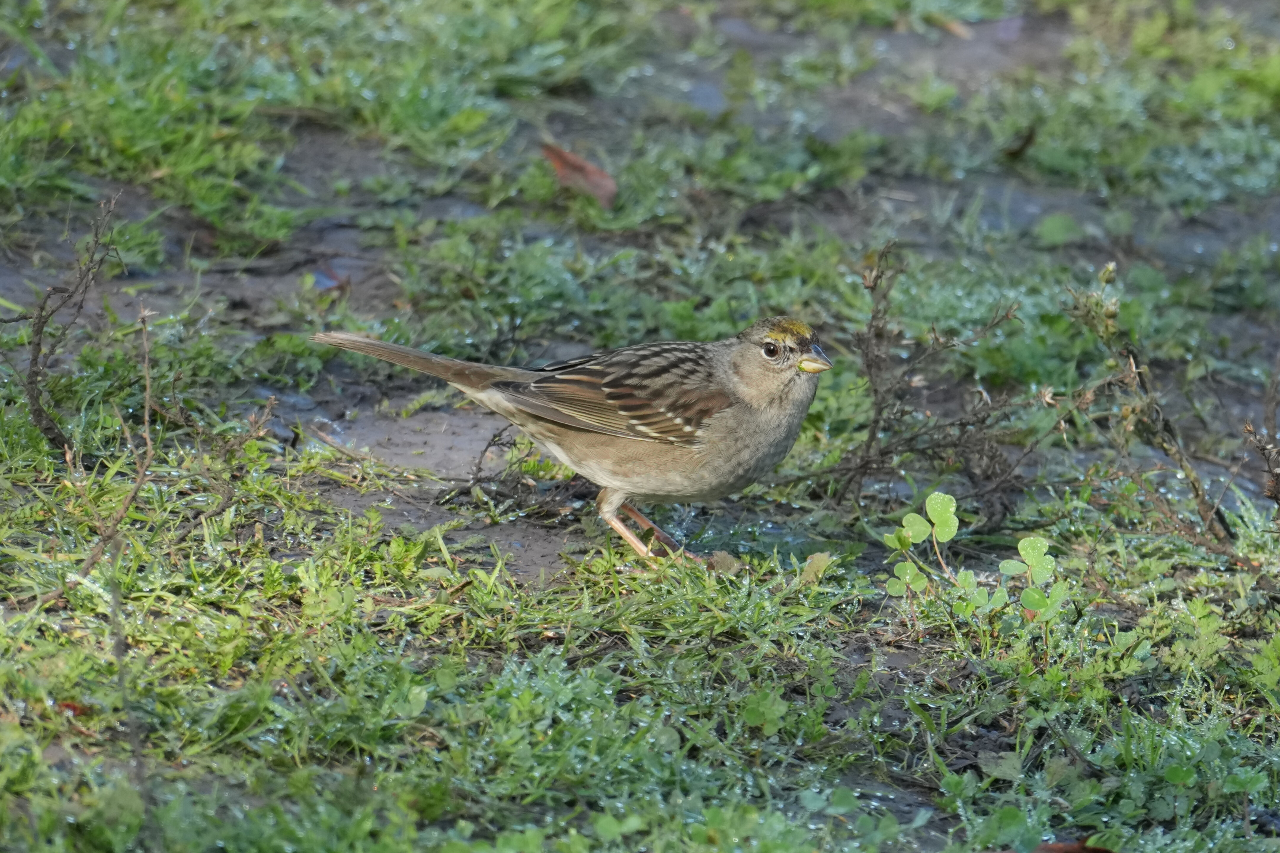 Ed R. Levin County Park