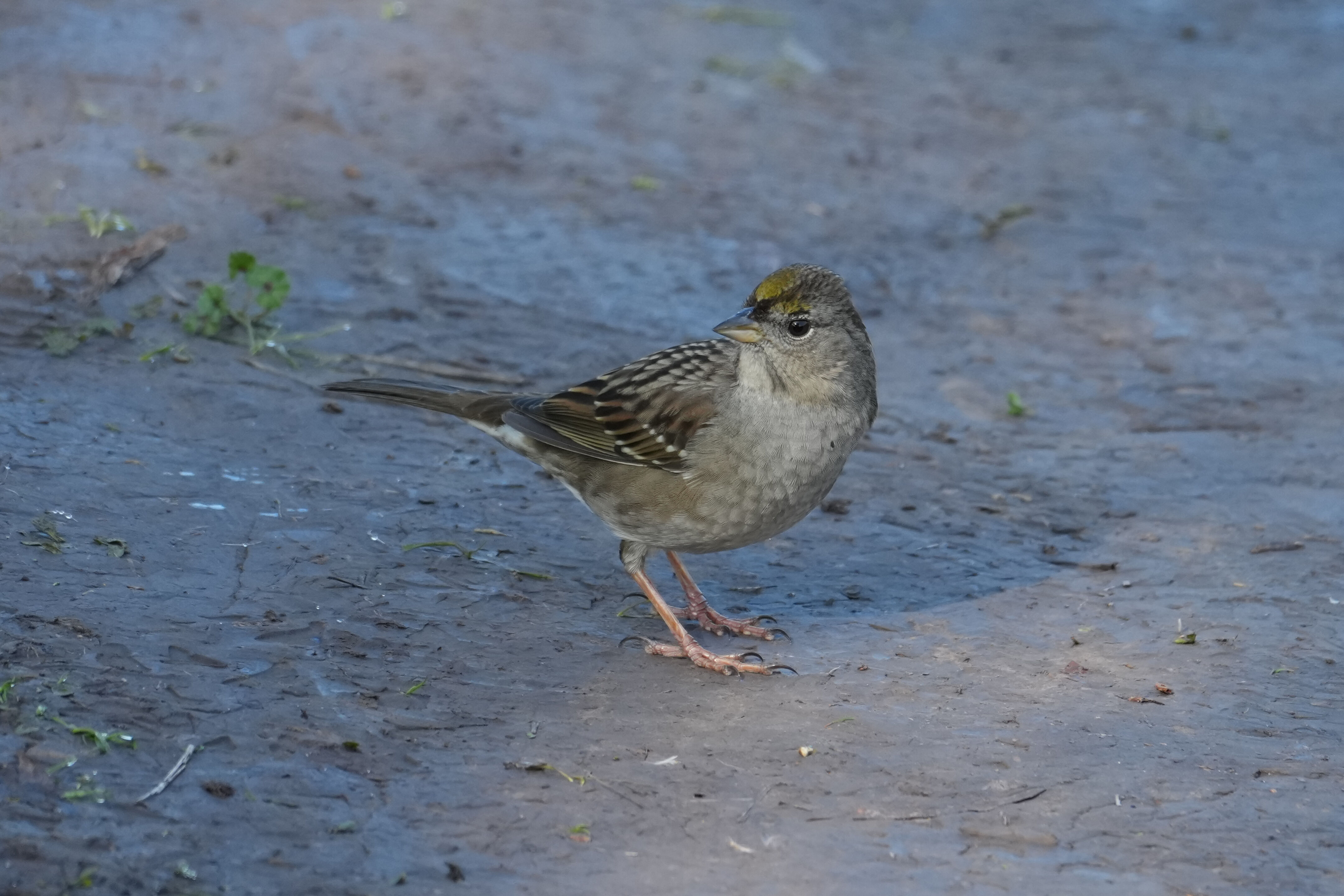 Ed R. Levin County Park