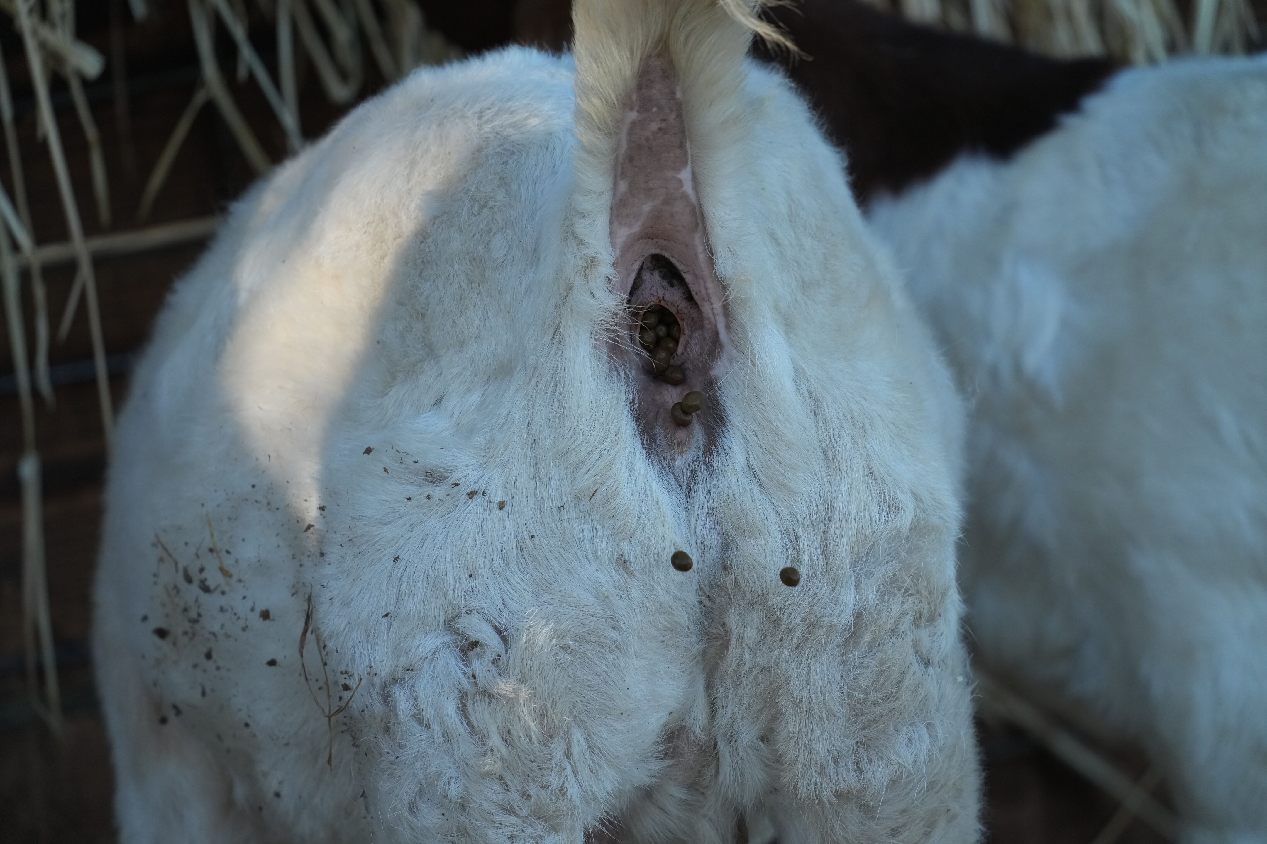Ardenwood Historic Farm