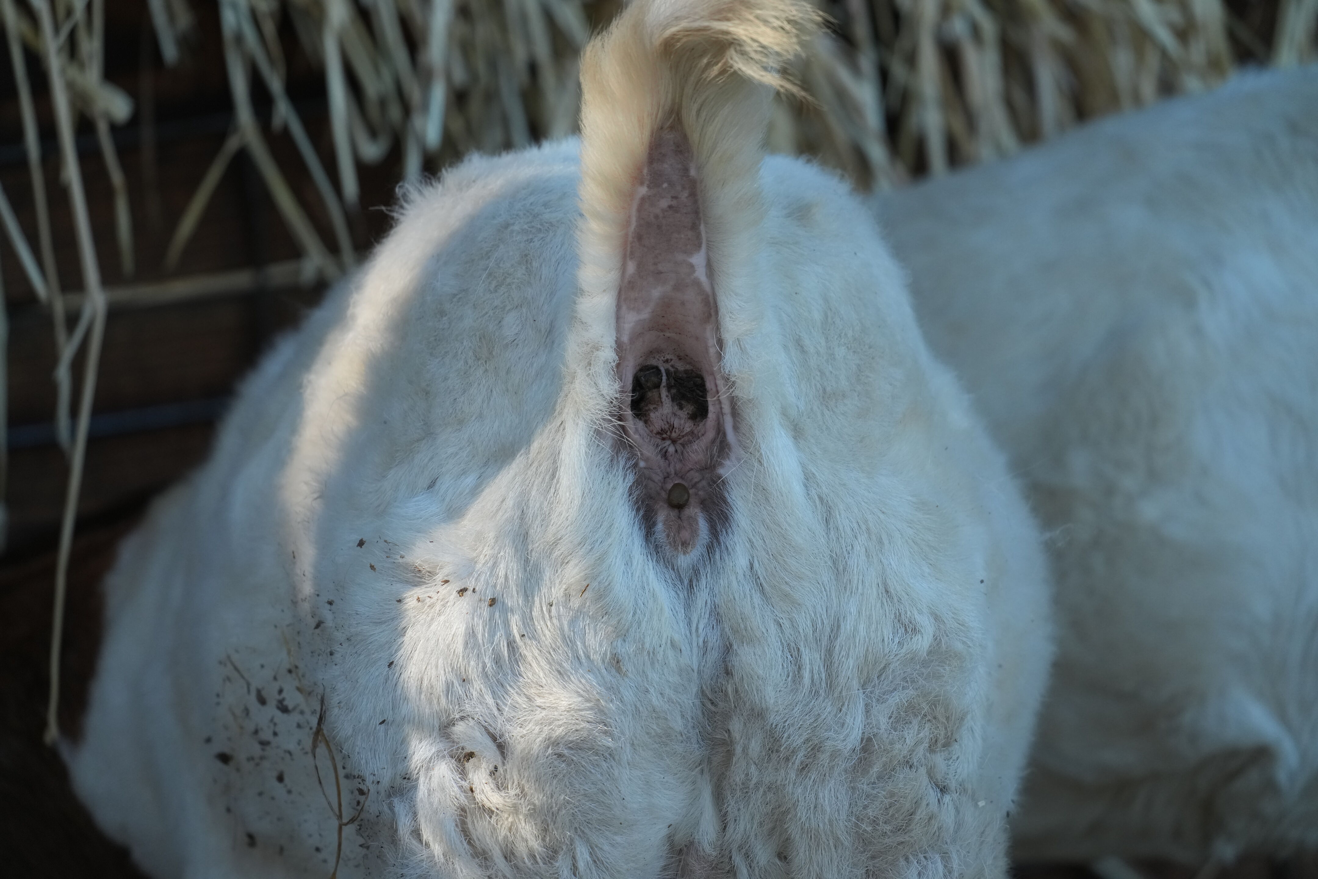 Ardenwood Historic Farm