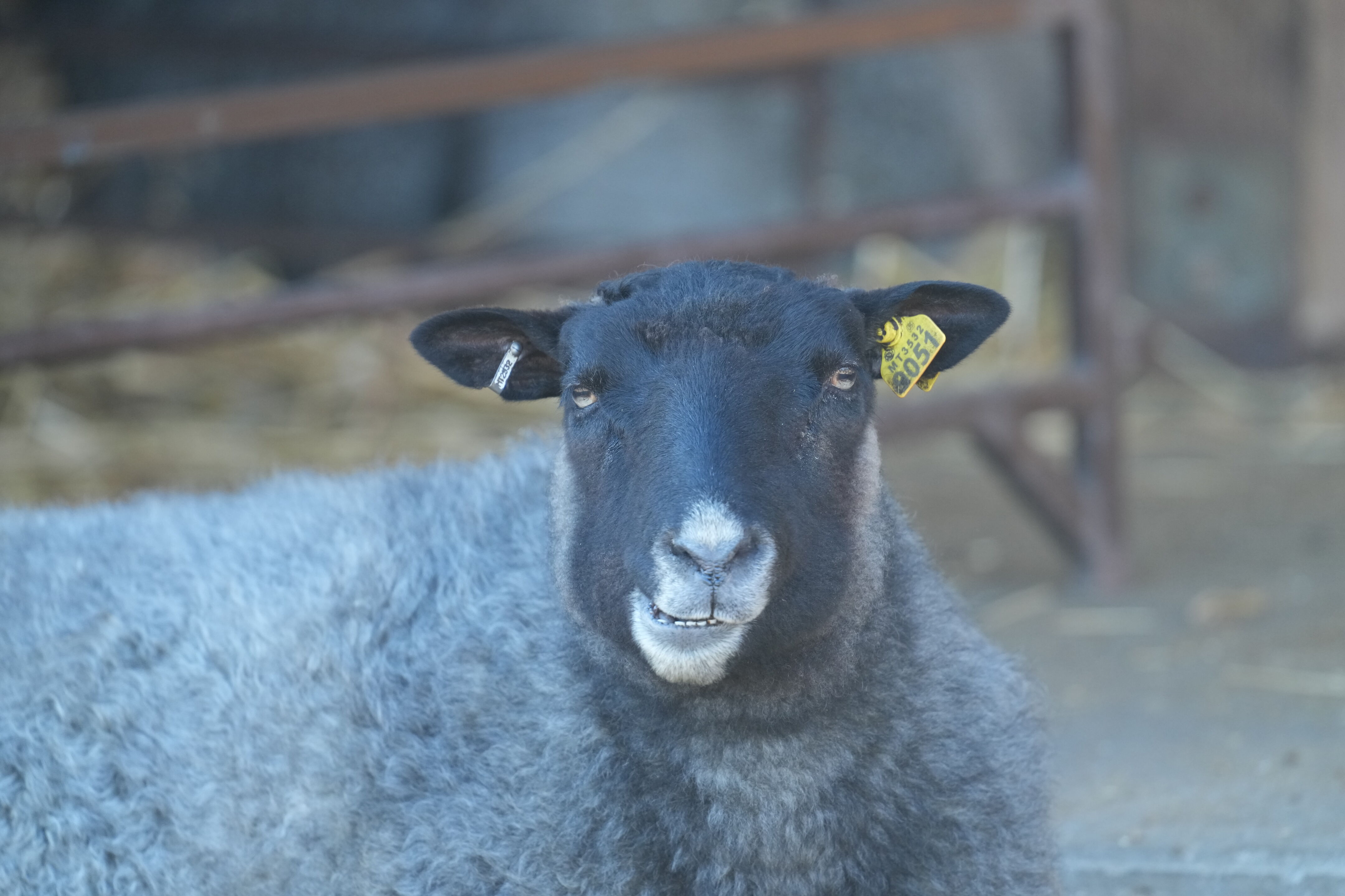 Ardenwood Historic Farm