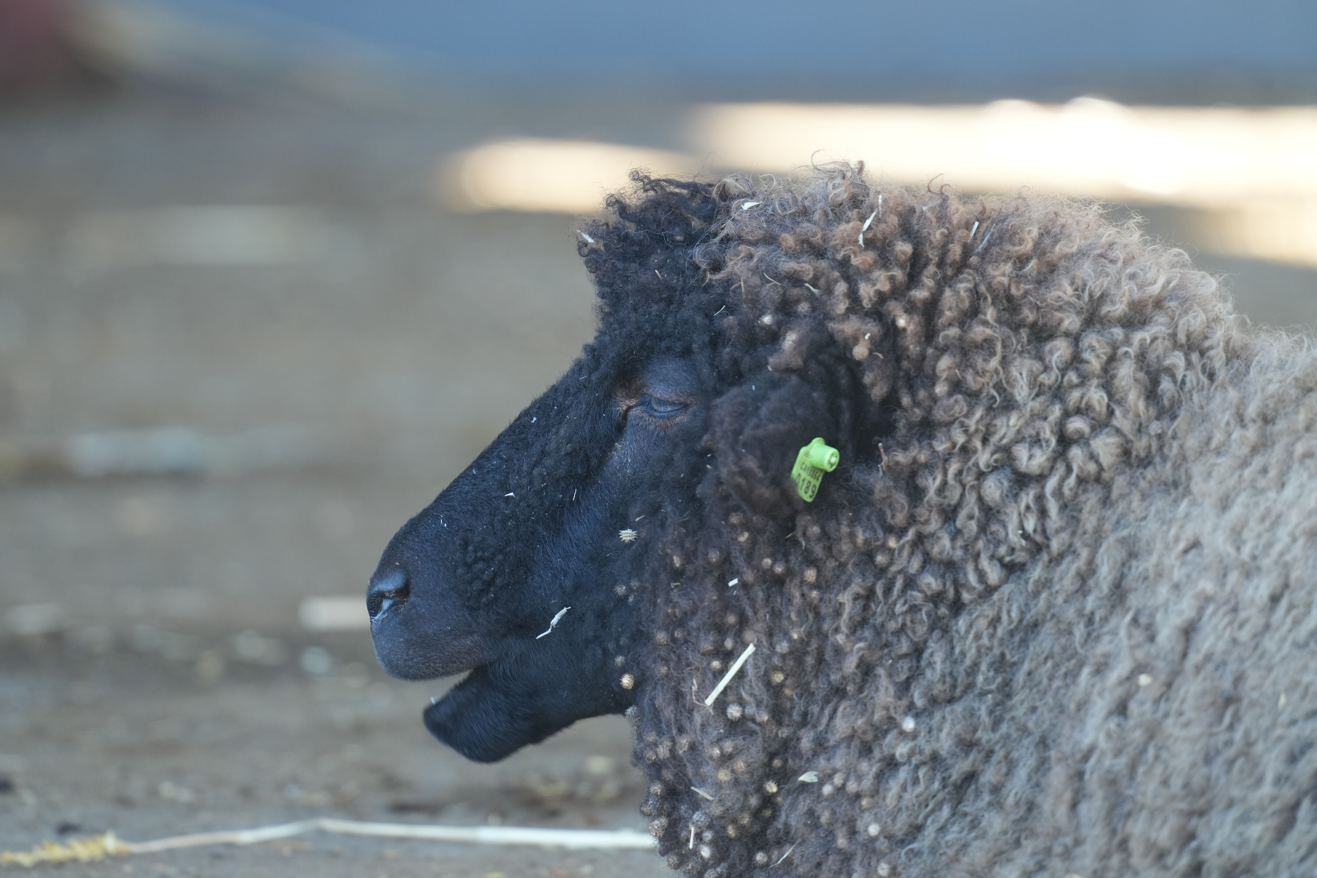 Ardenwood Historic Farm