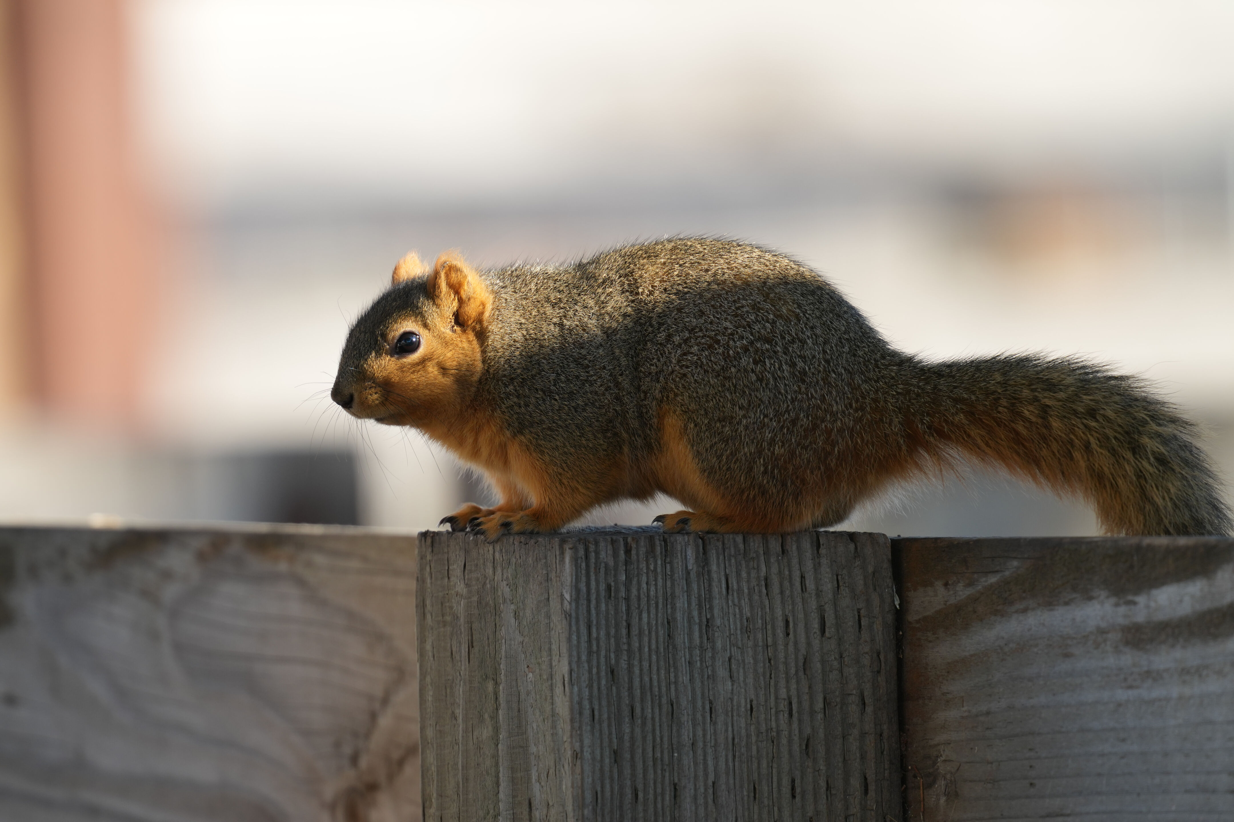 Ardenwood Historic Farm