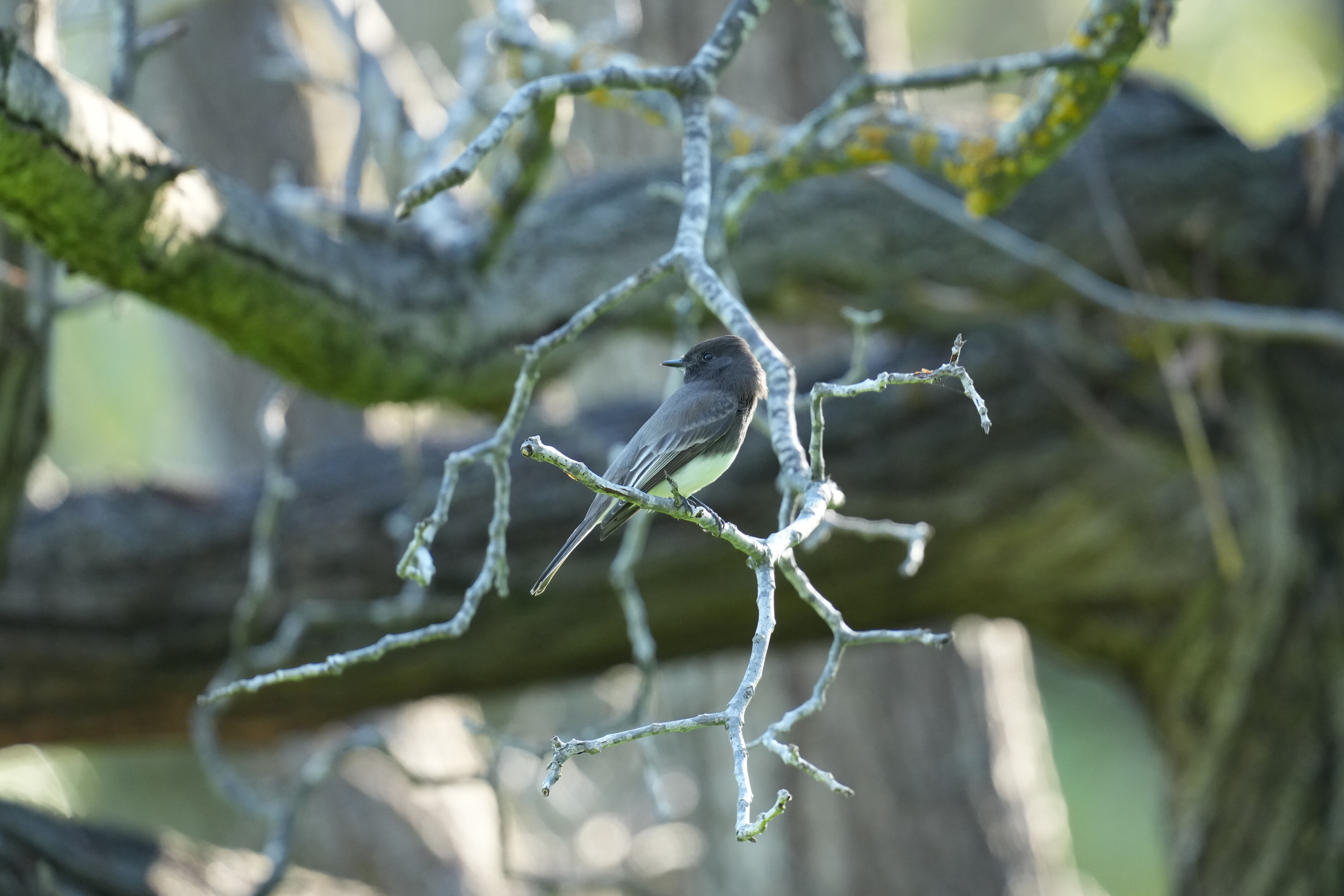 Ardenwood Historic Farm