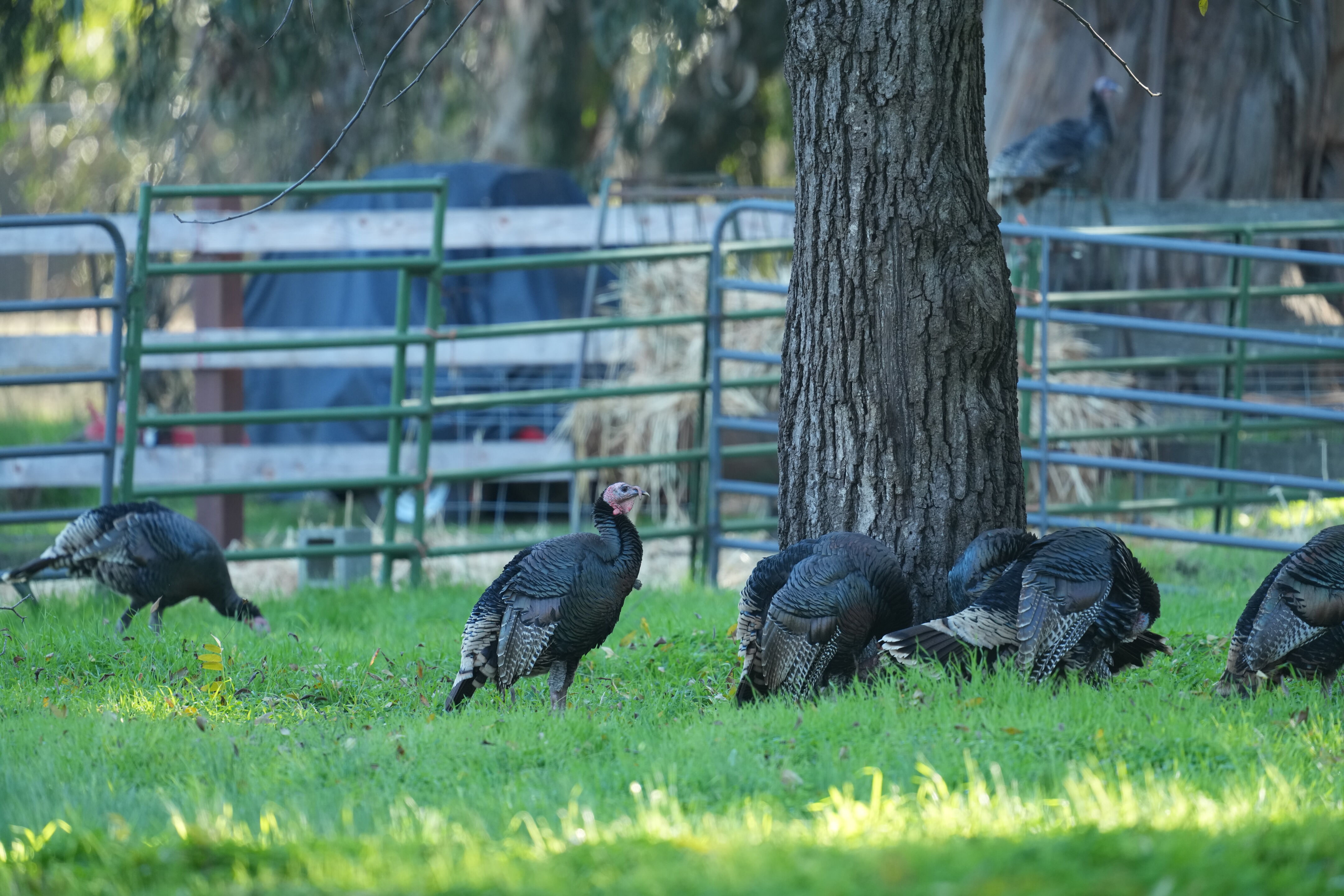 Ardenwood Historic Farm