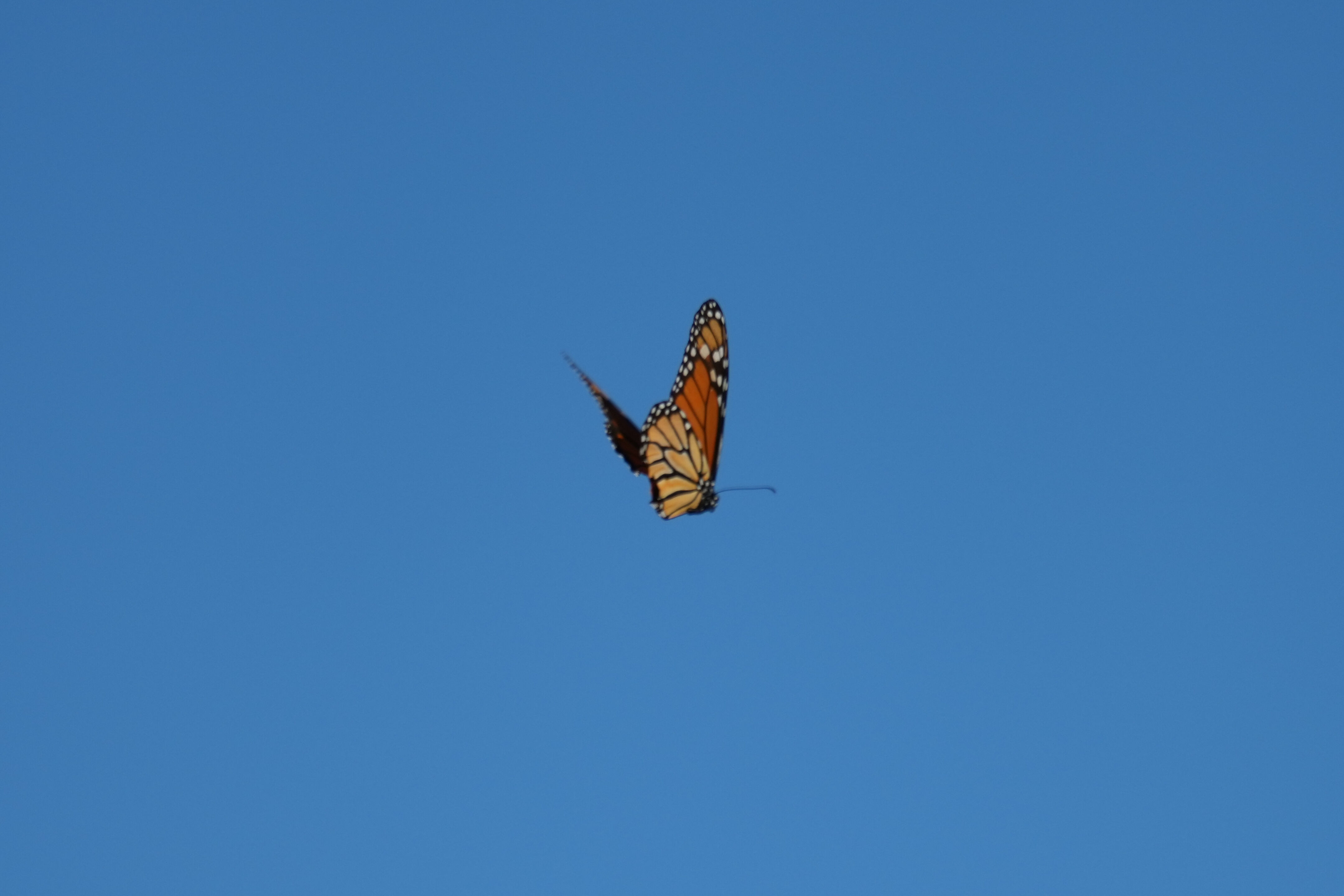 Ardenwood Historic Farm
