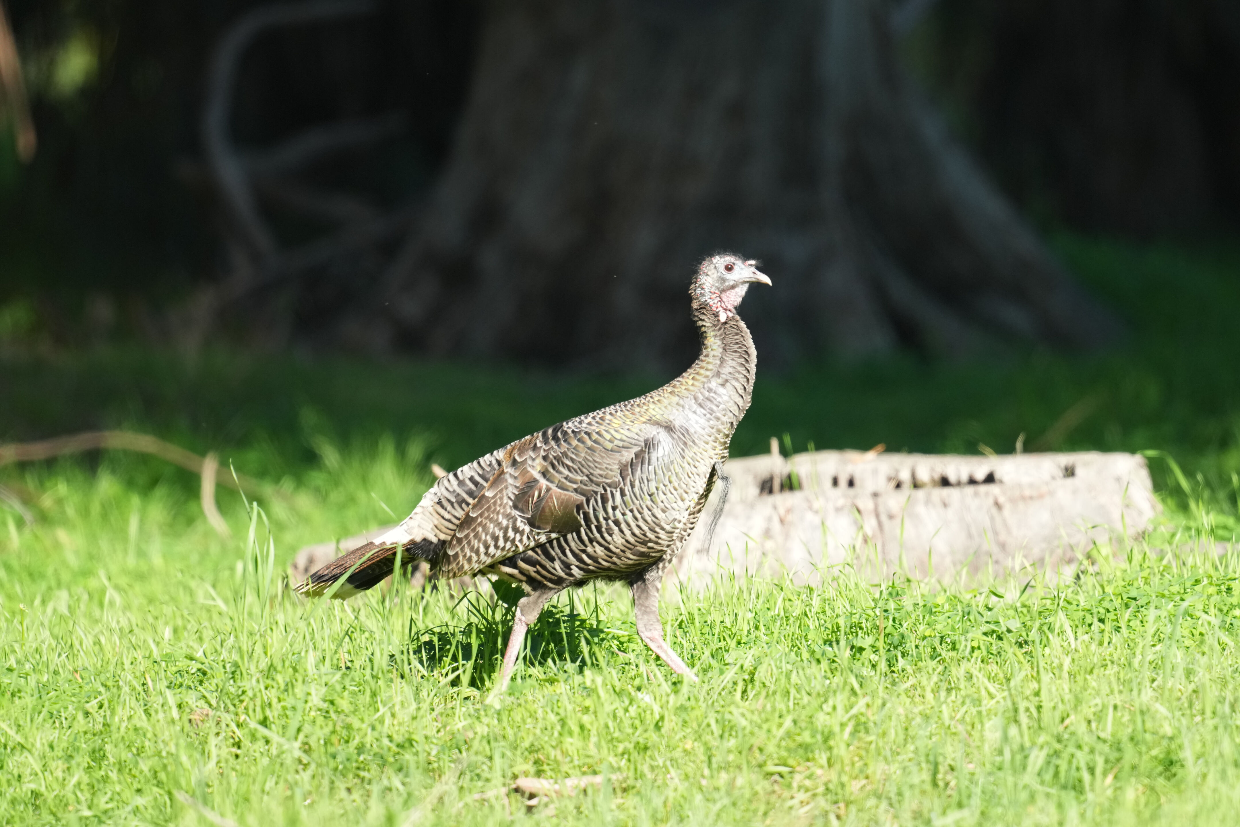 Ardenwood Historic Farm