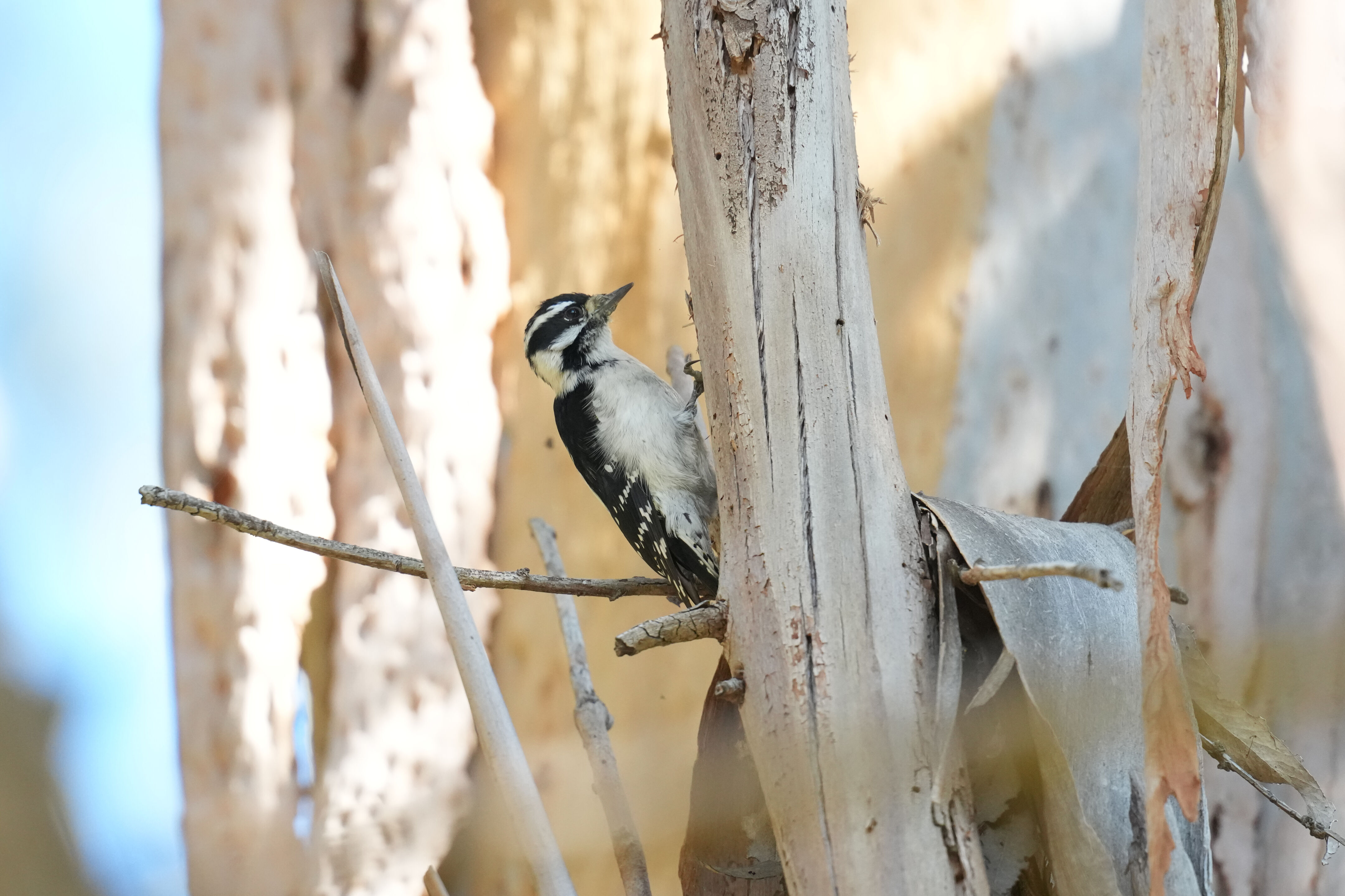 Ardenwood Historic Farm
