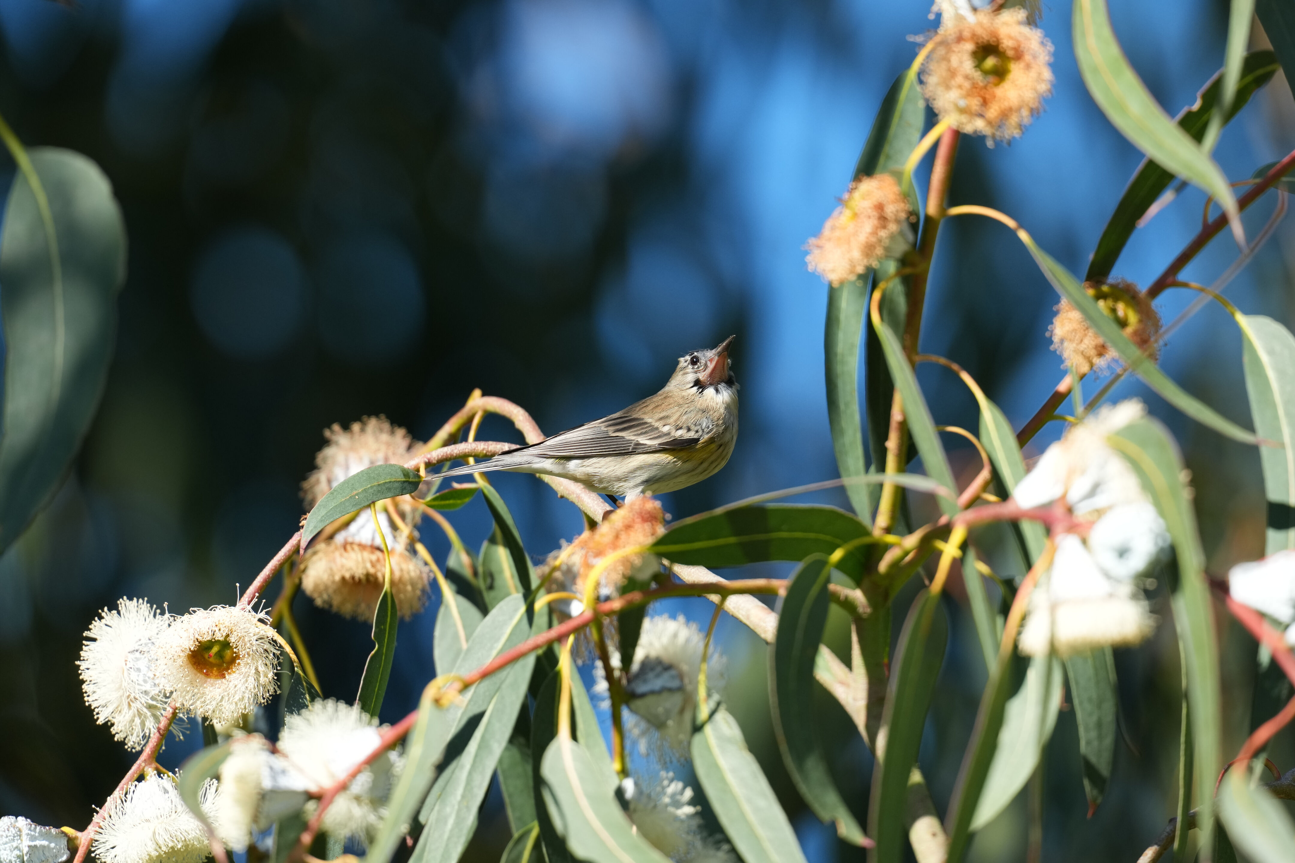 Ardenwood Historic Farm