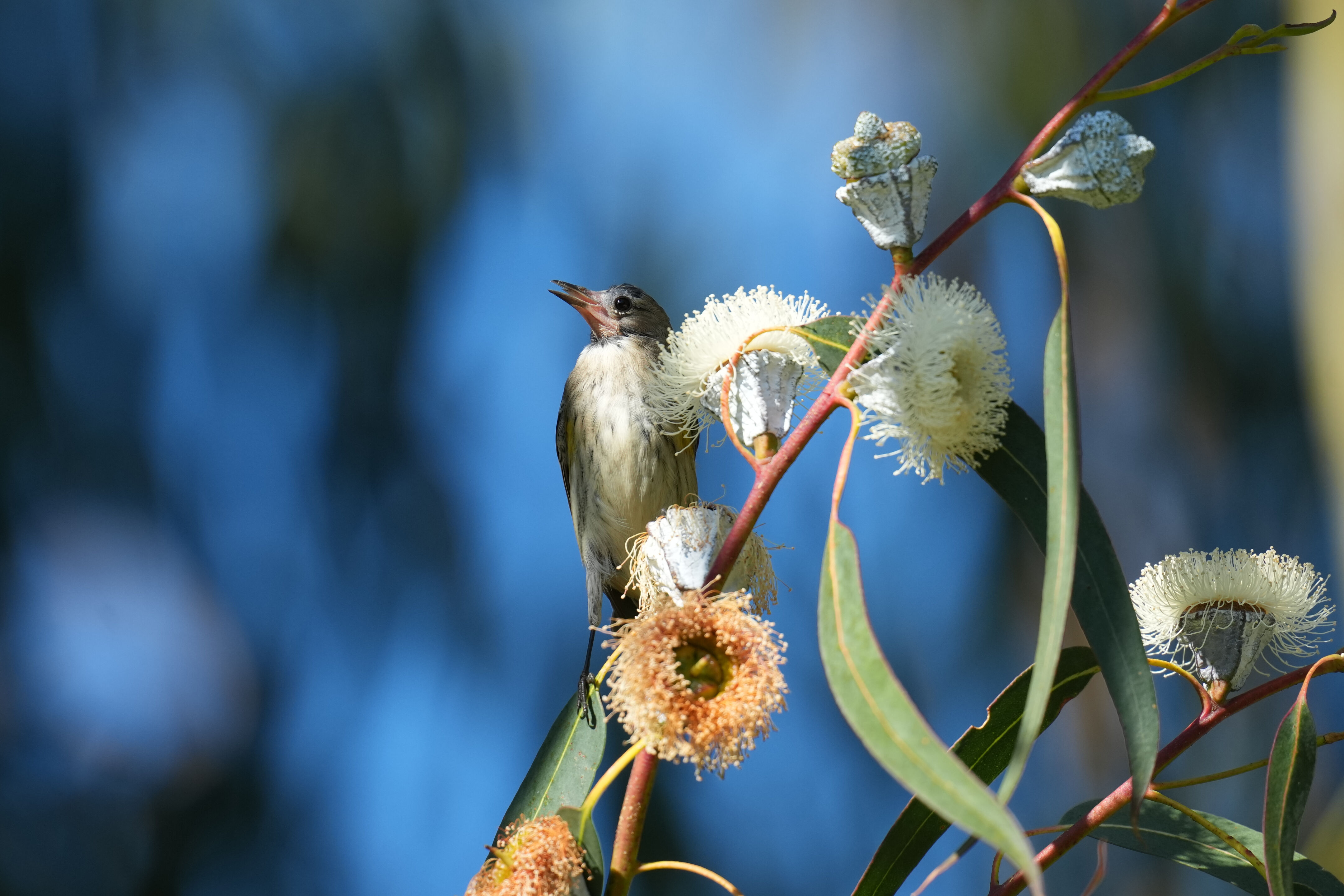 Ardenwood Historic Farm