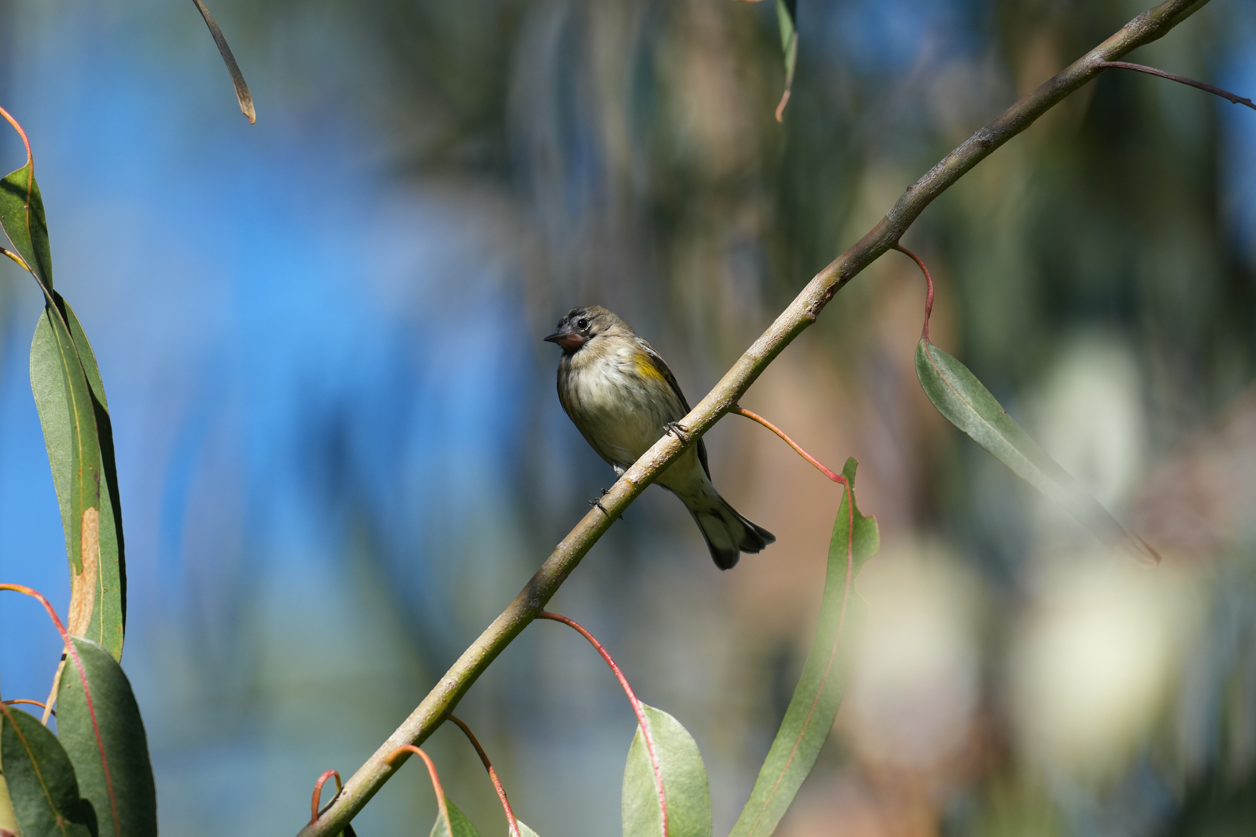 Ardenwood Historic Farm
