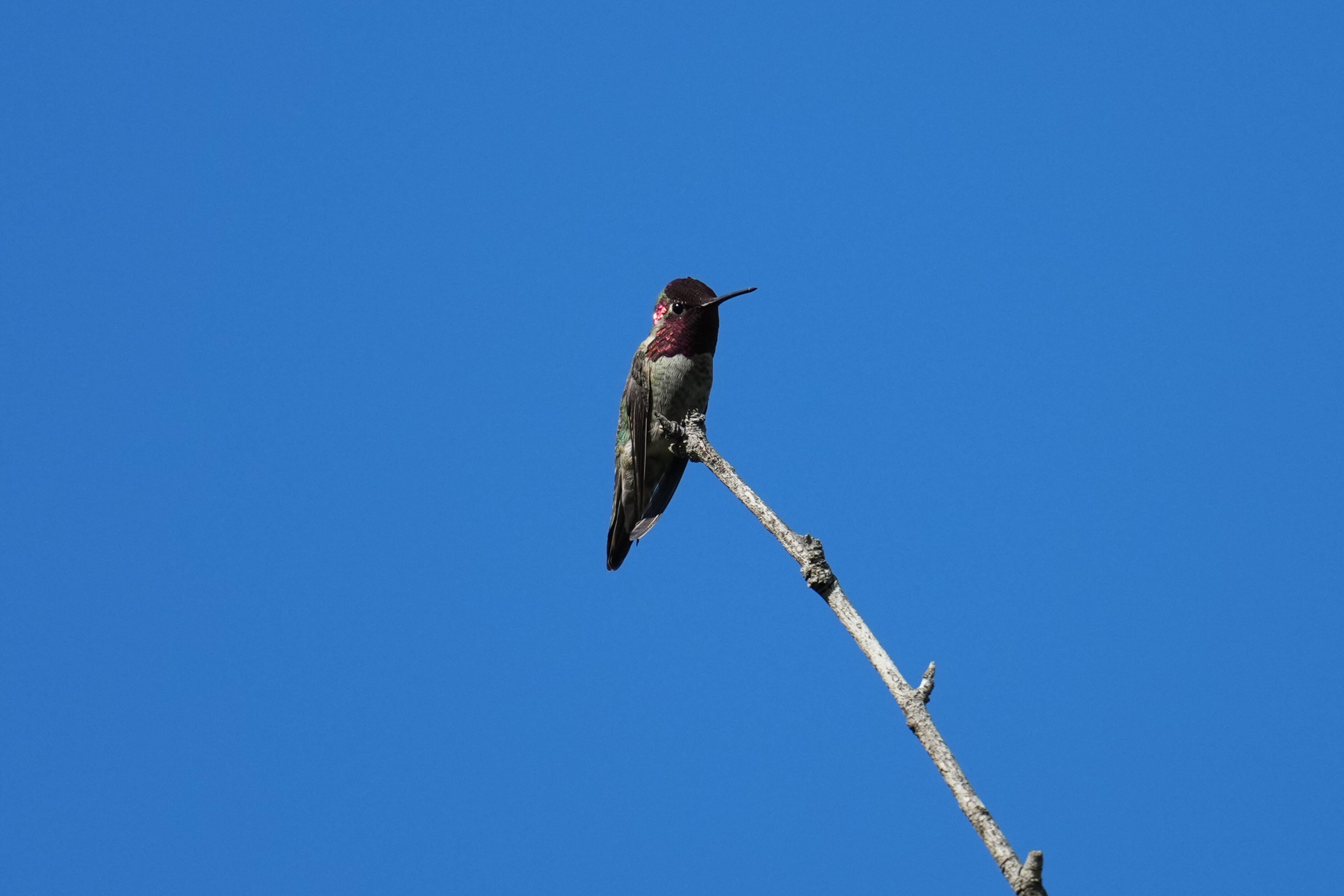 Ardenwood Historic Farm