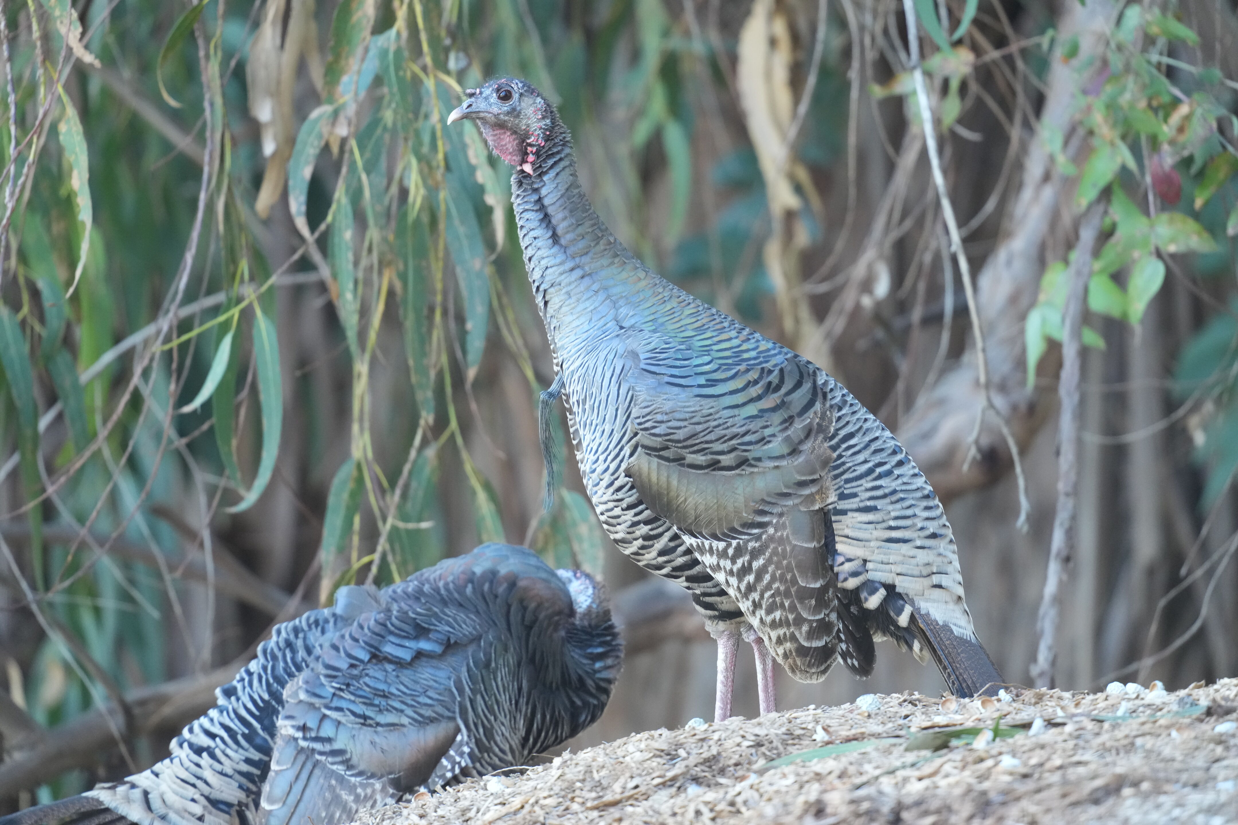Ardenwood Historic Farm