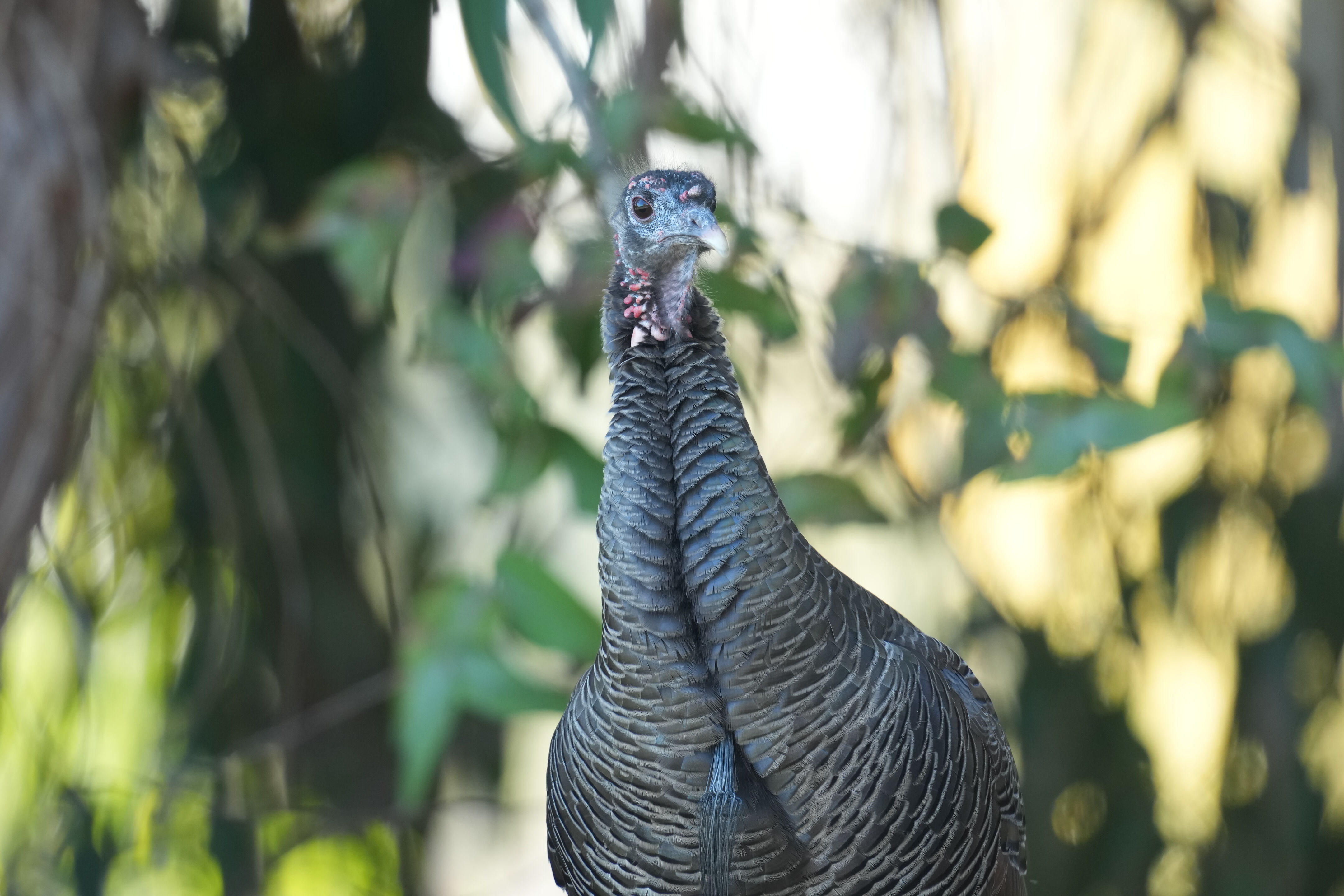 Ardenwood Historic Farm