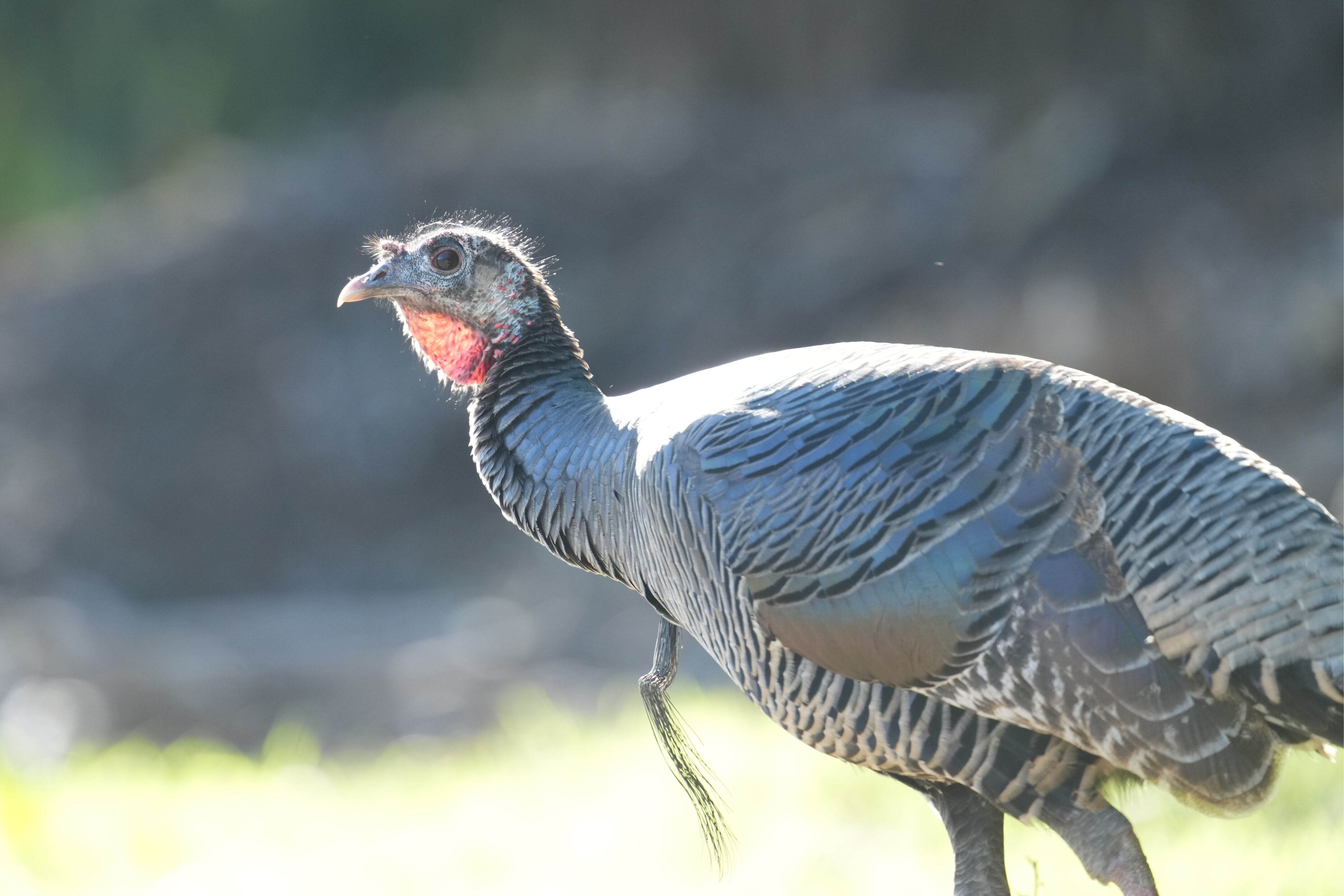 Ardenwood Historic Farm