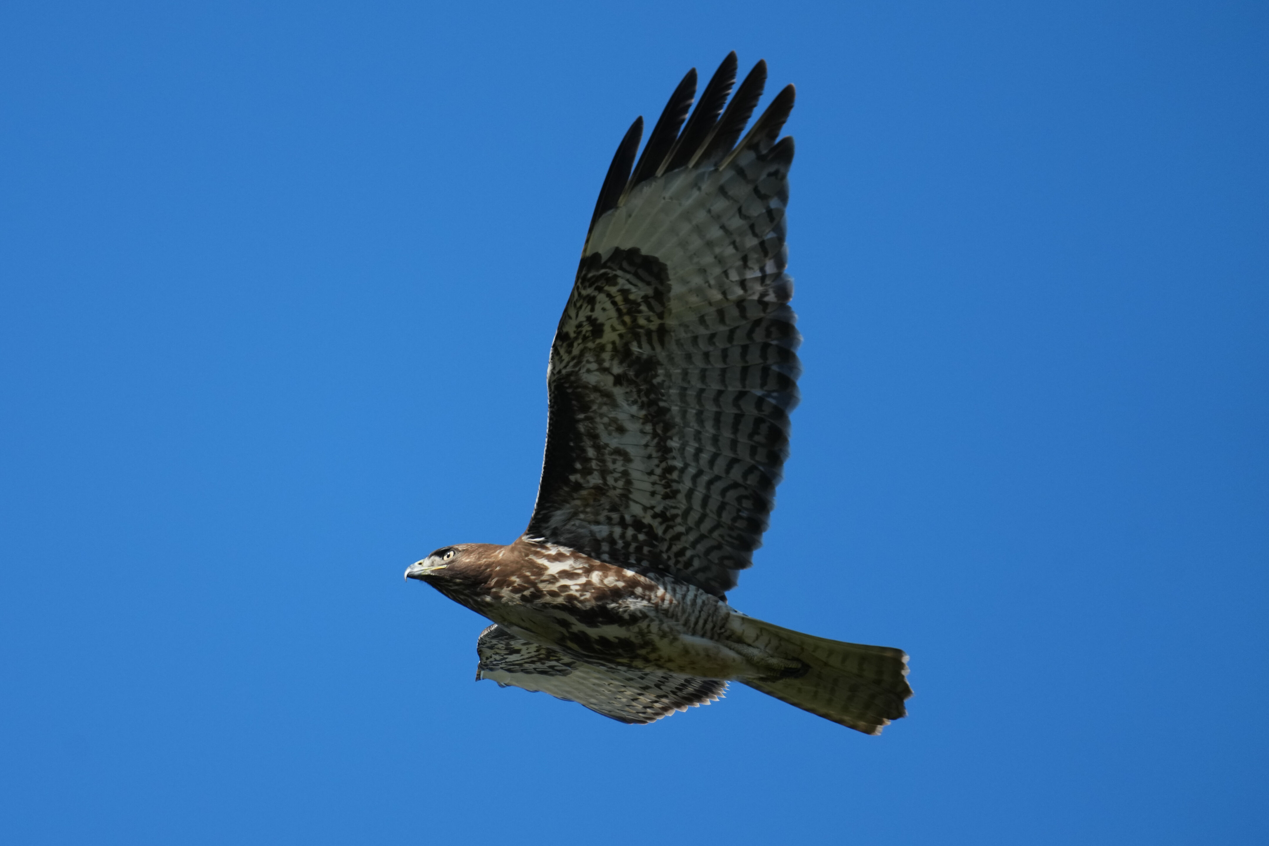 Ardenwood Historic Farm
