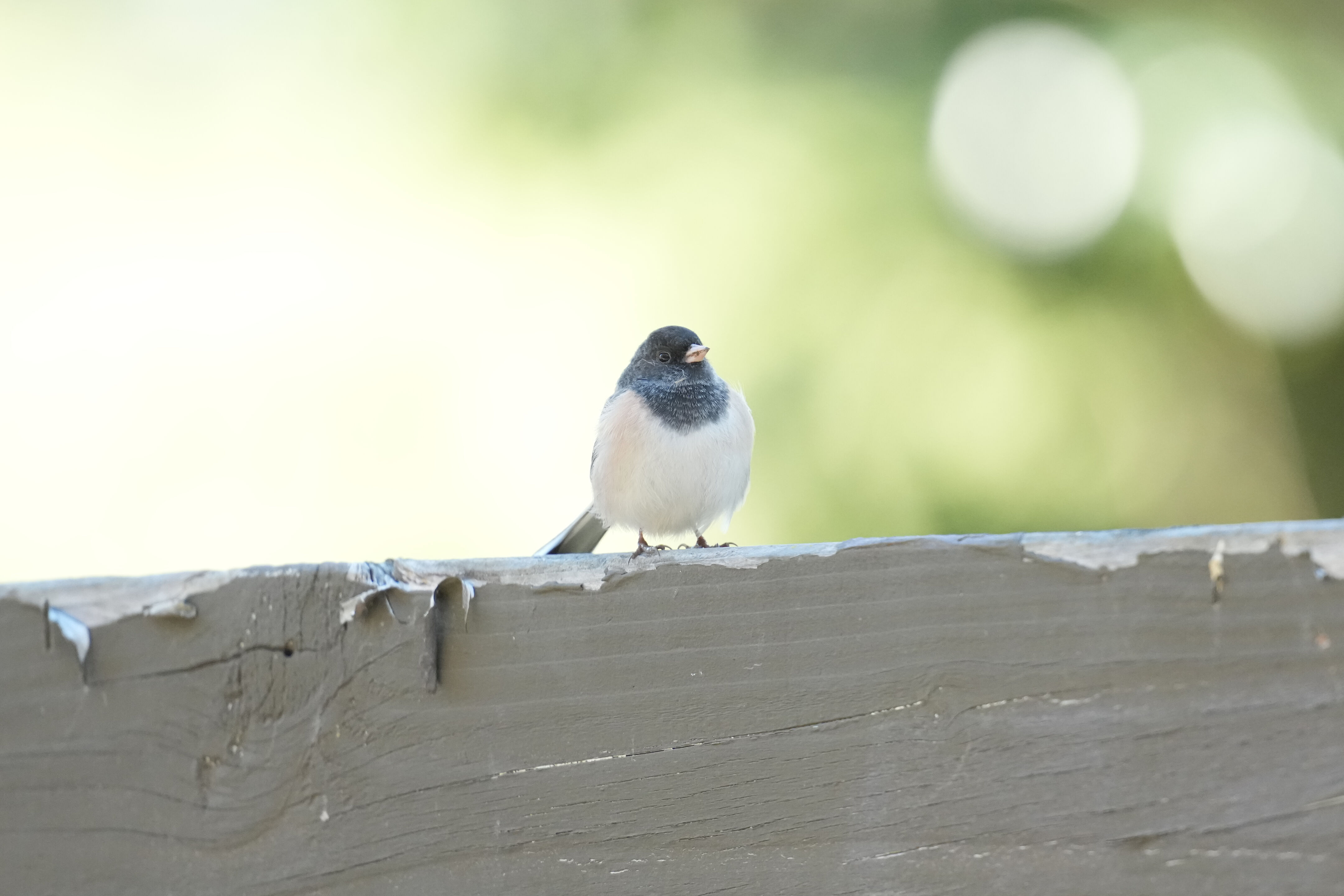 Ardenwood Historic Farm