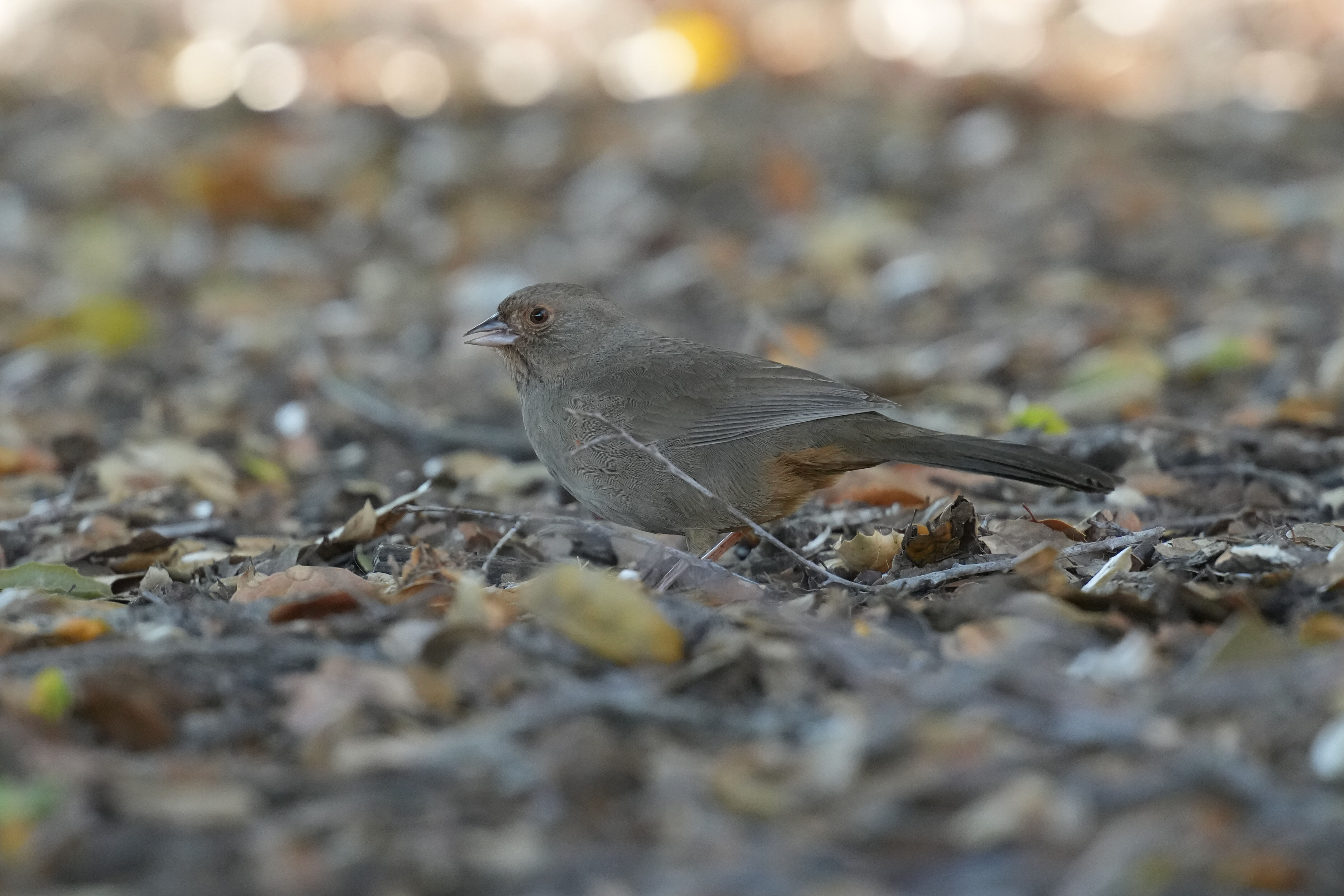 Ardenwood Historic Farm