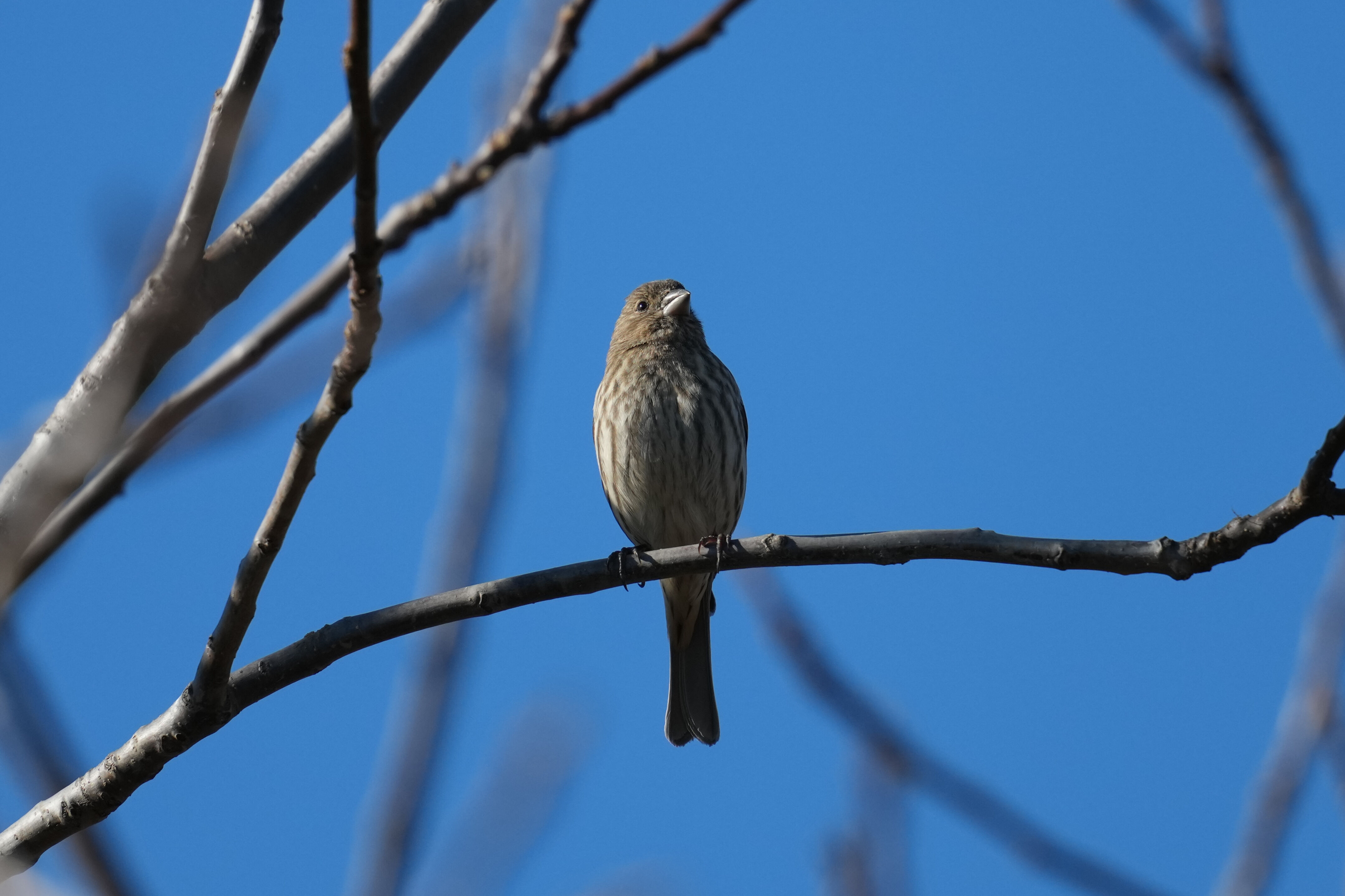 Ardenwood Historic Farm