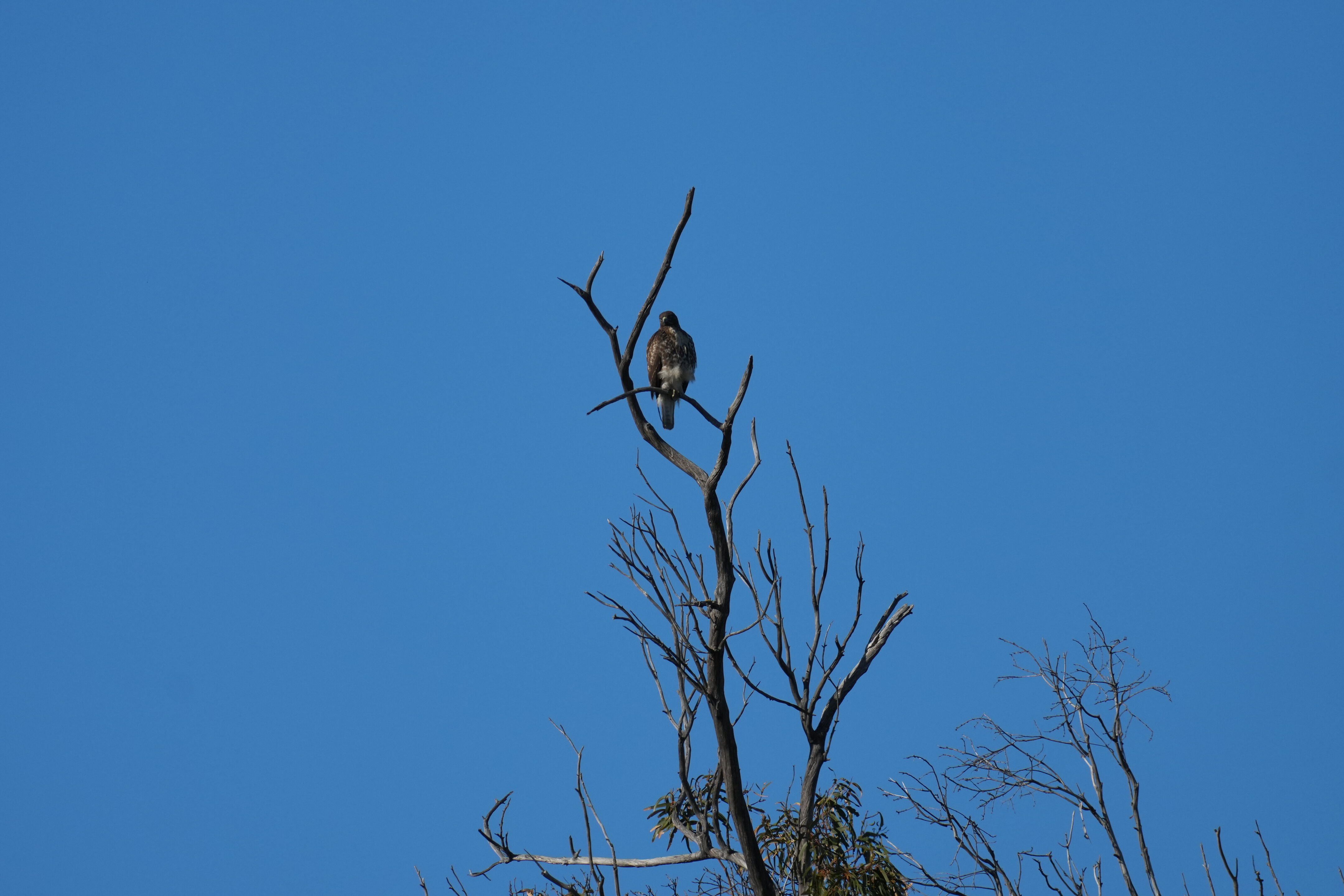 Ardenwood Historic Farm
