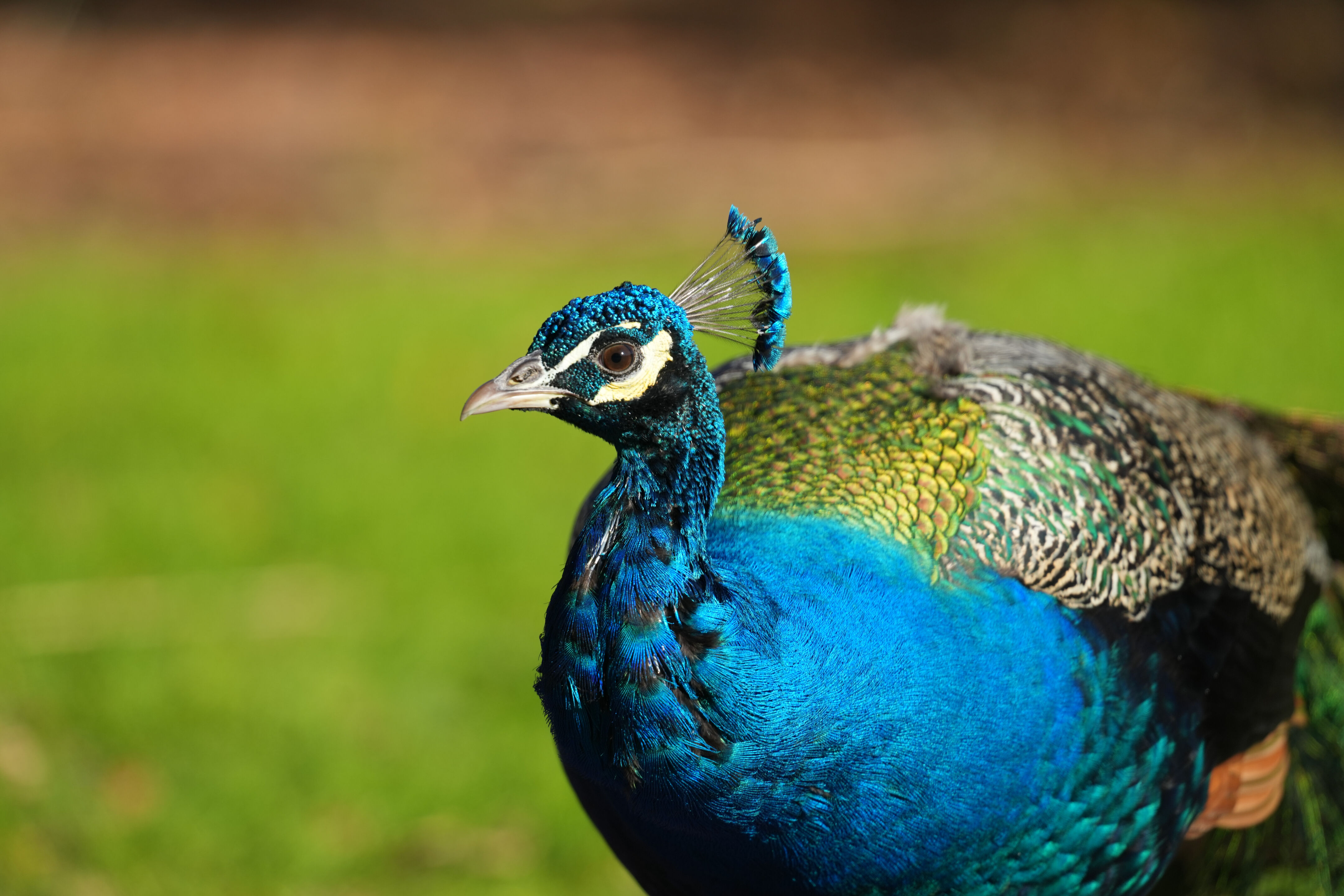 Ardenwood Historic Farm
