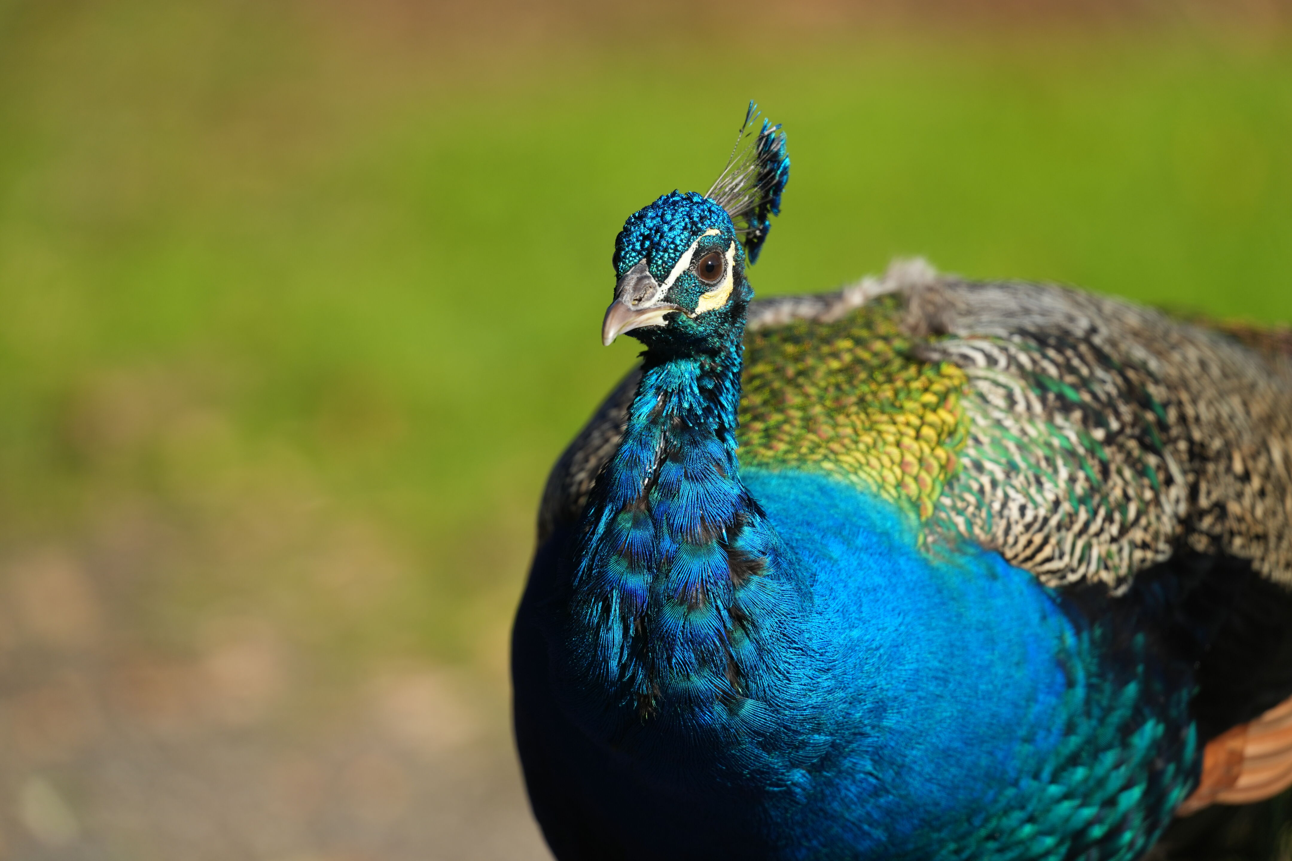 Ardenwood Historic Farm