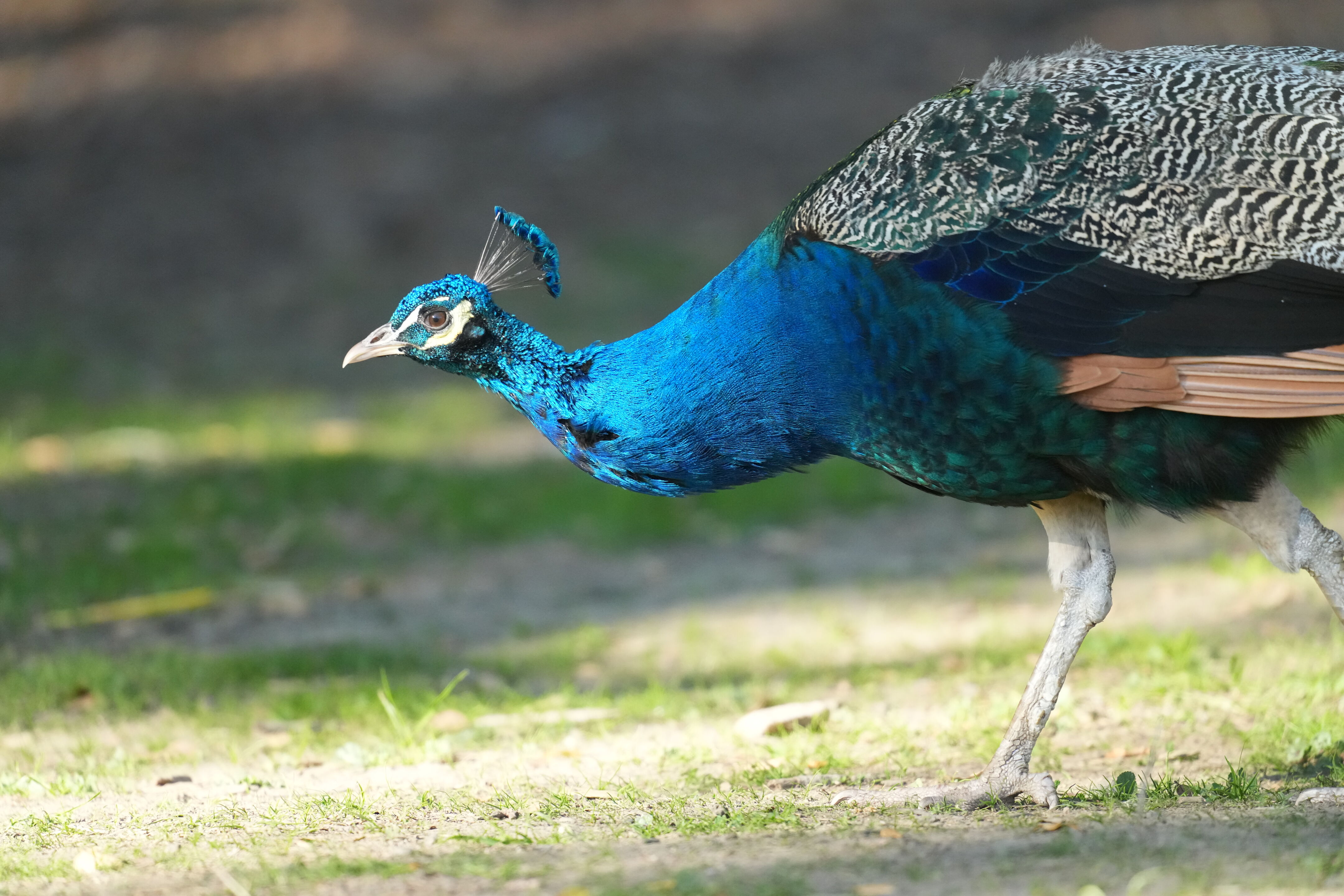Ardenwood Historic Farm