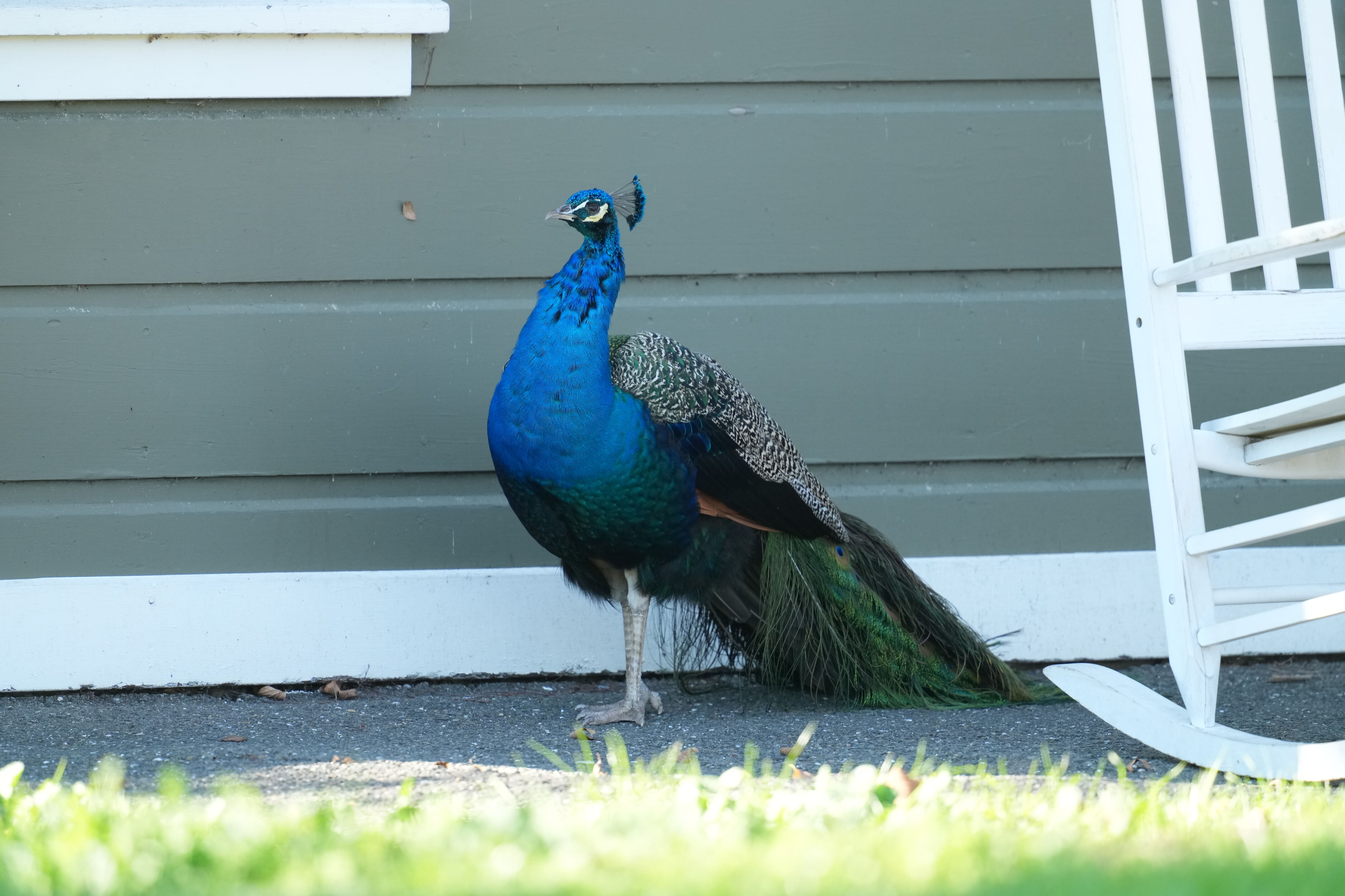 Ardenwood Historic Farm