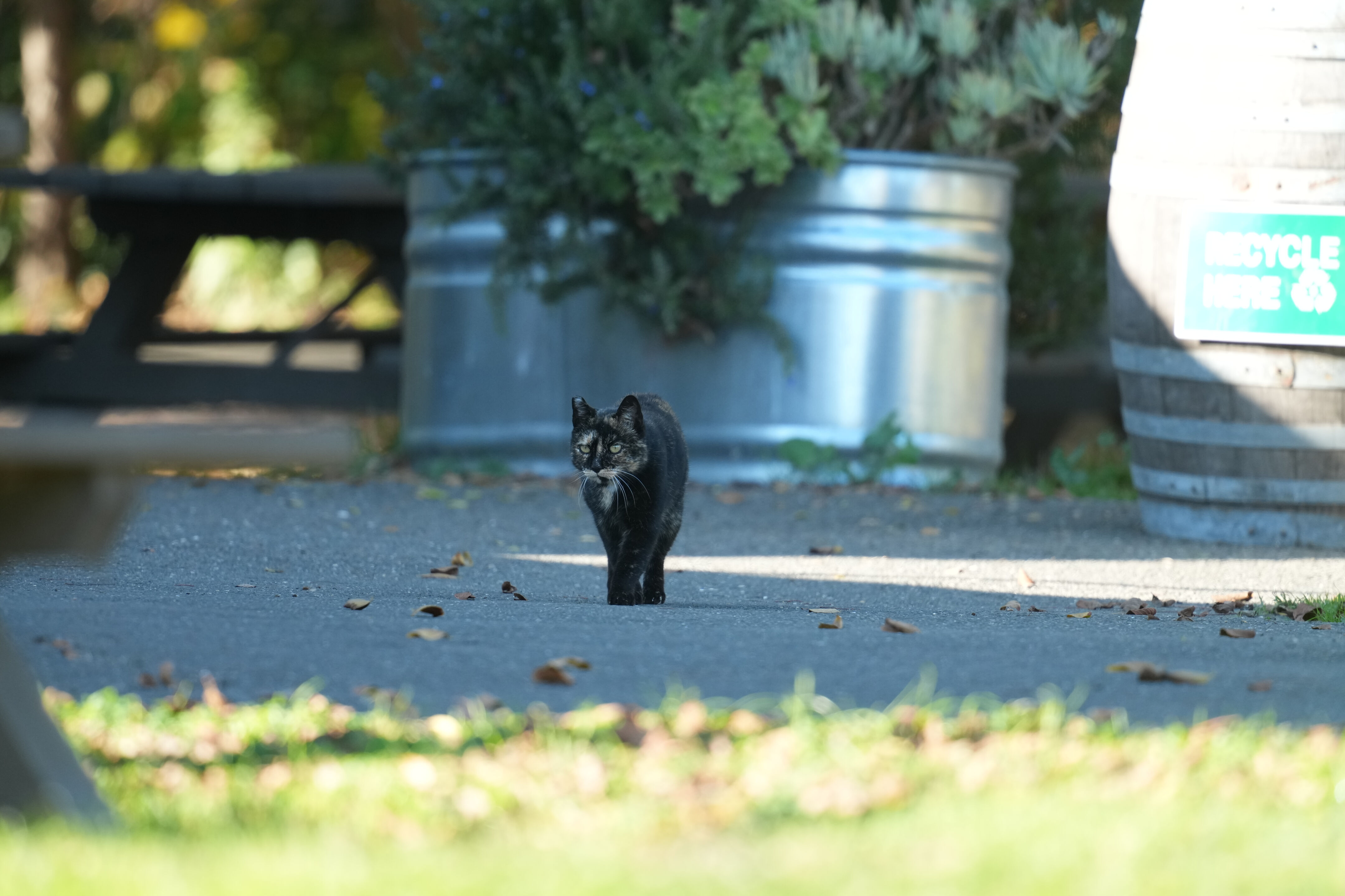 Ardenwood Historic Farm