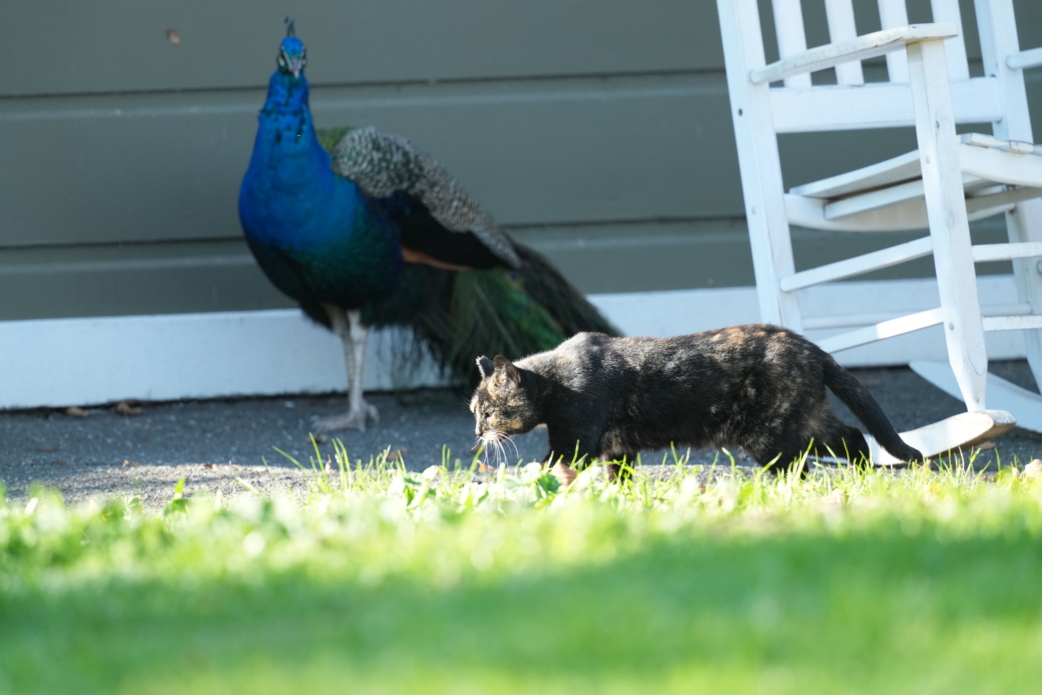 Ardenwood Historic Farm