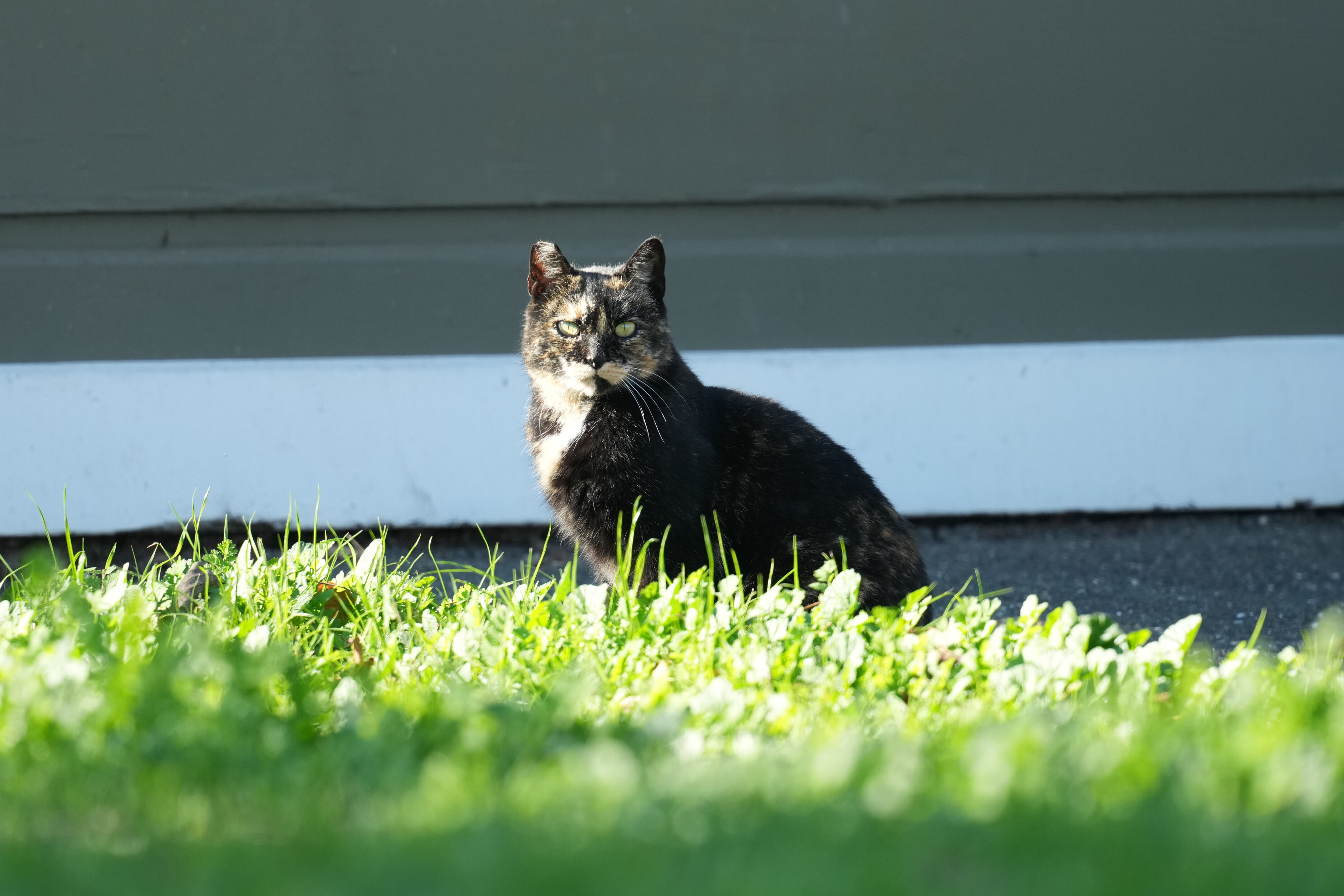 Ardenwood Historic Farm