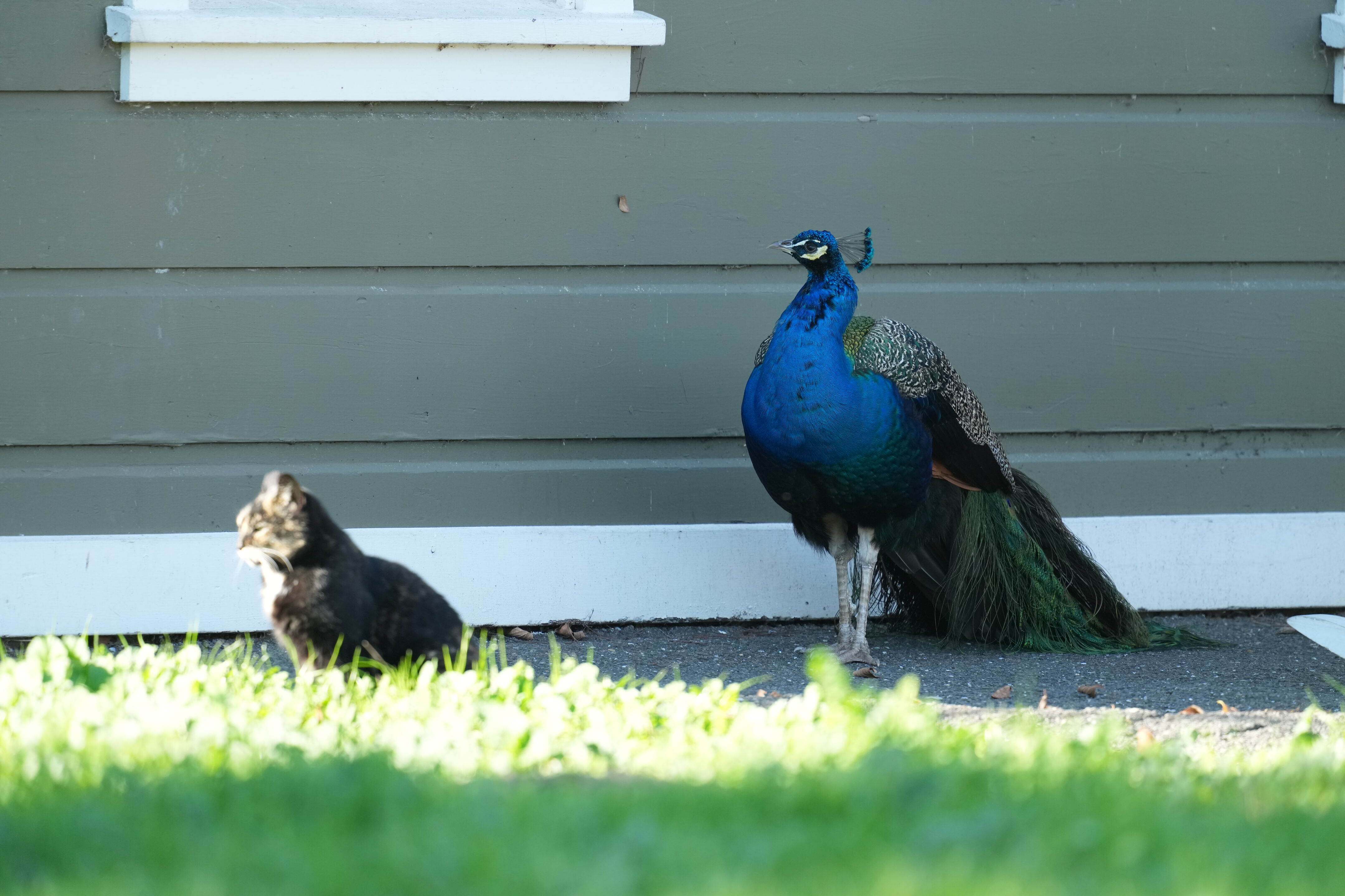 Ardenwood Historic Farm