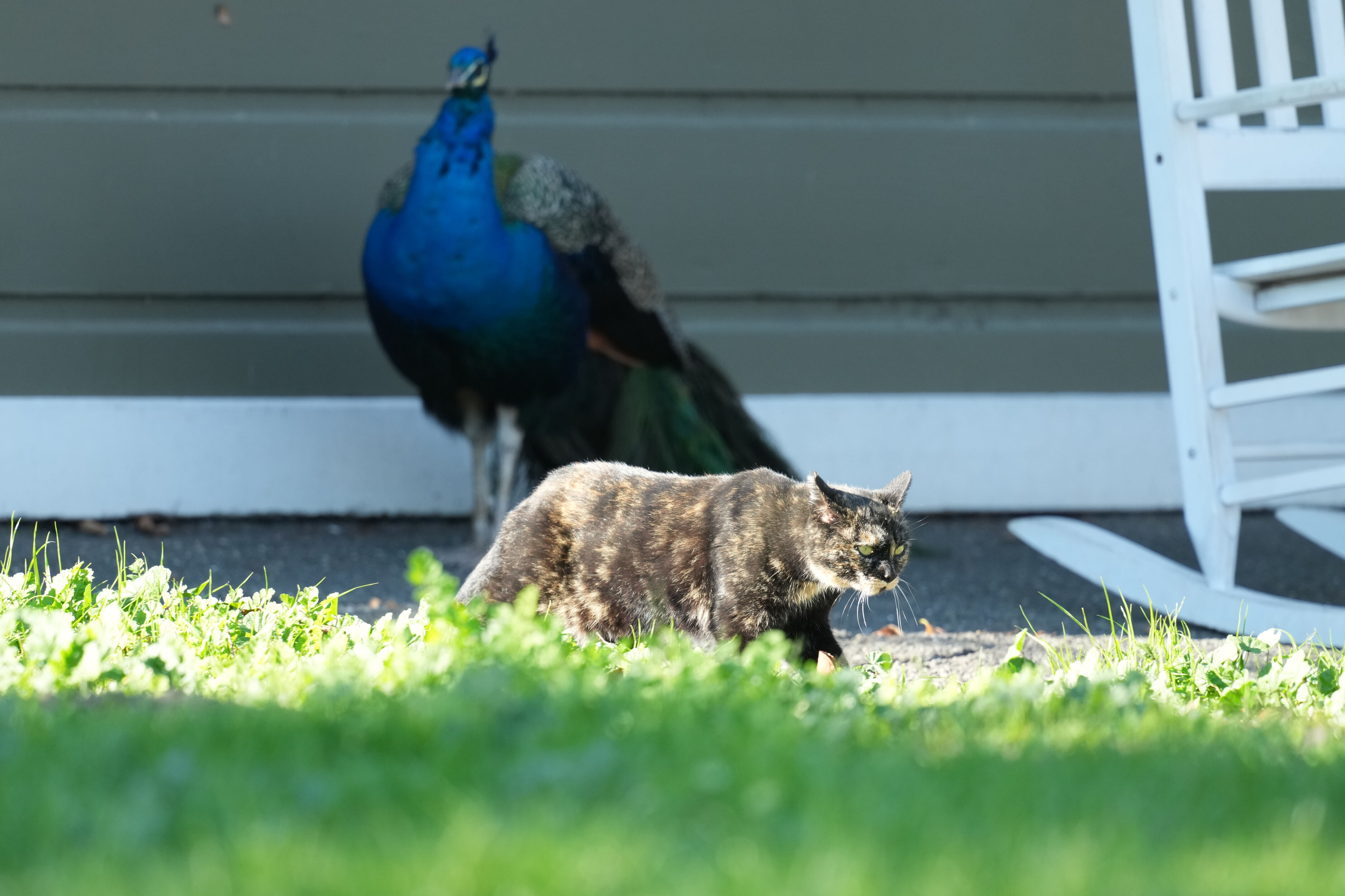 Ardenwood Historic Farm