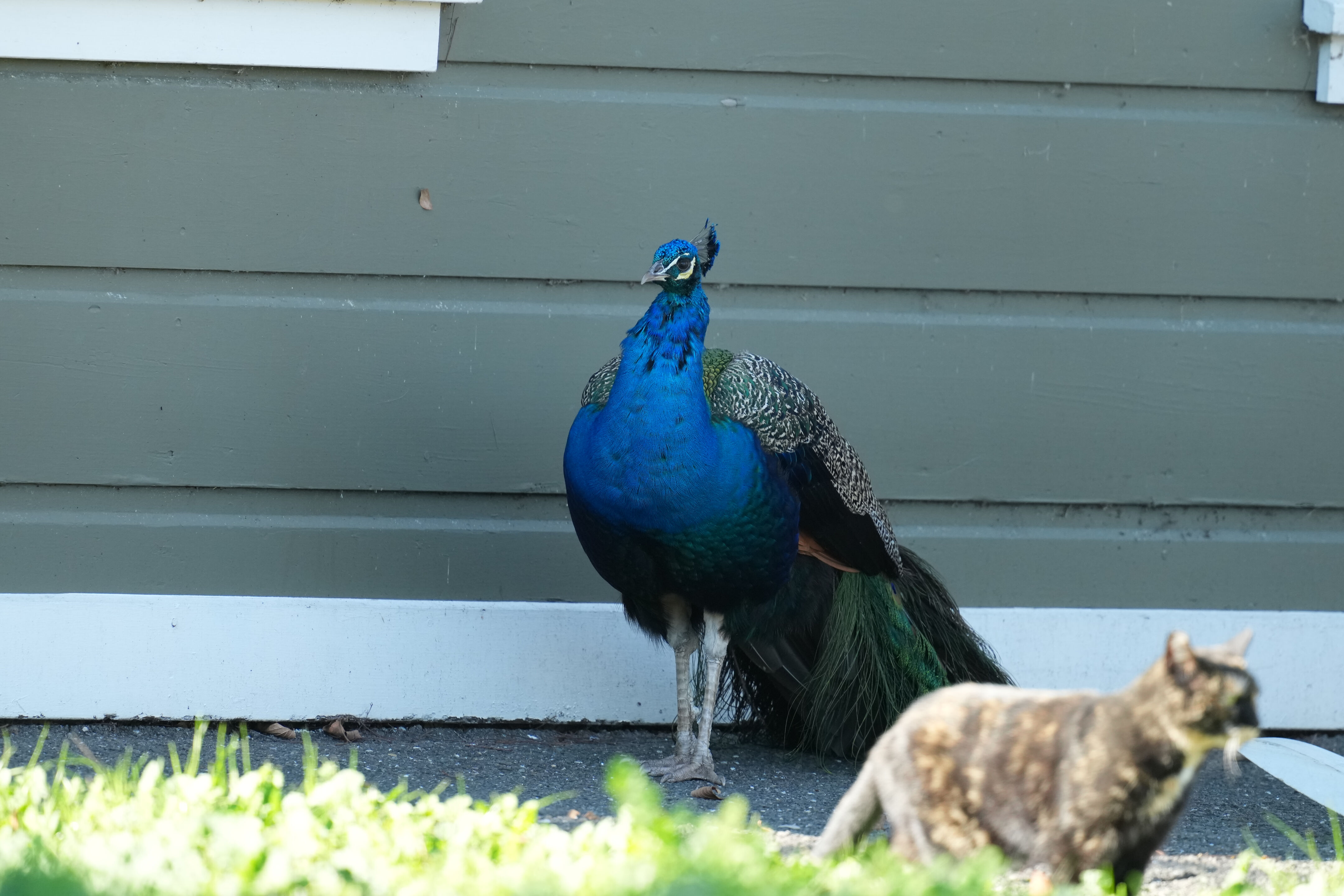Ardenwood Historic Farm