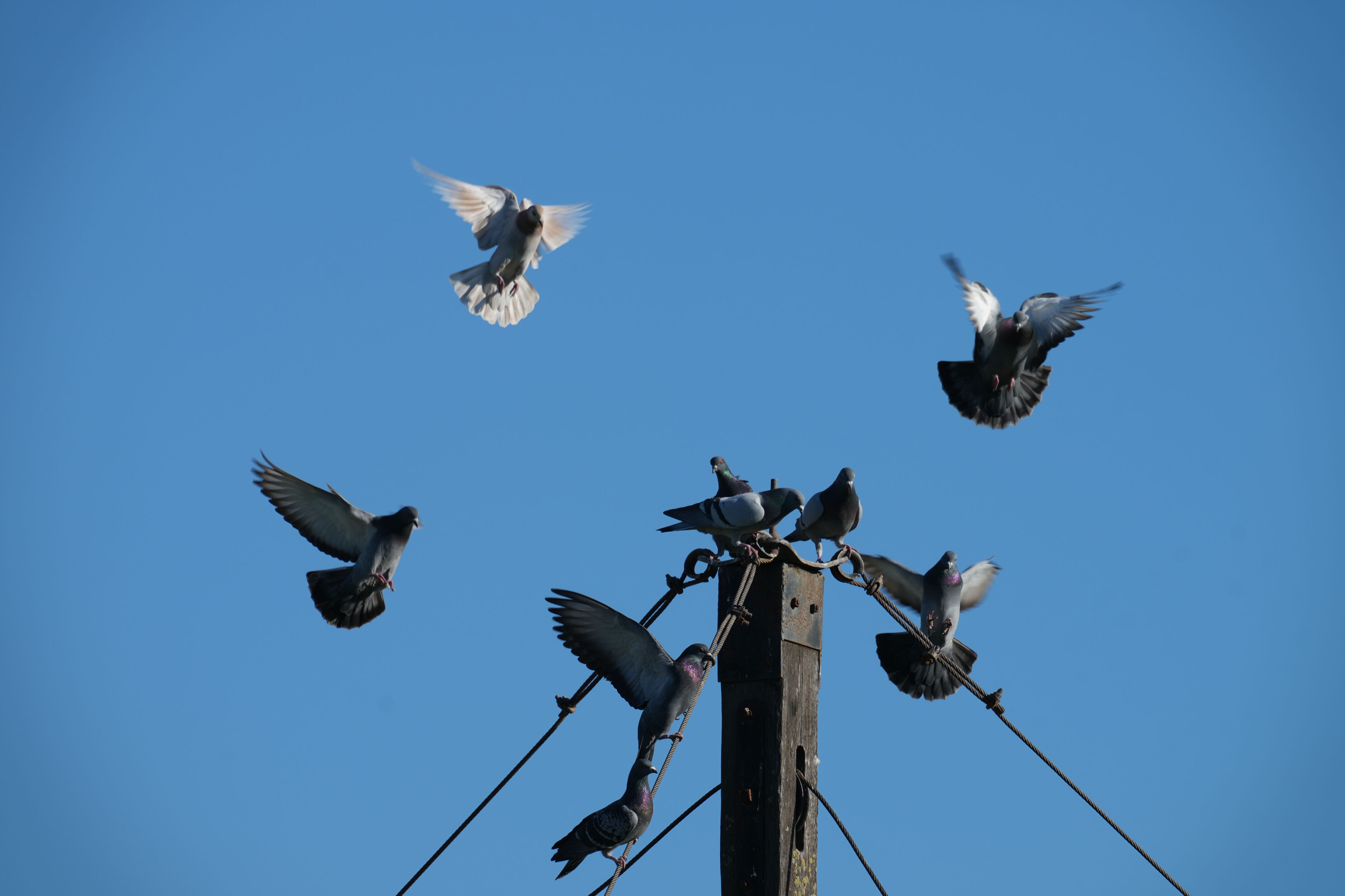 Ardenwood Historic Farm