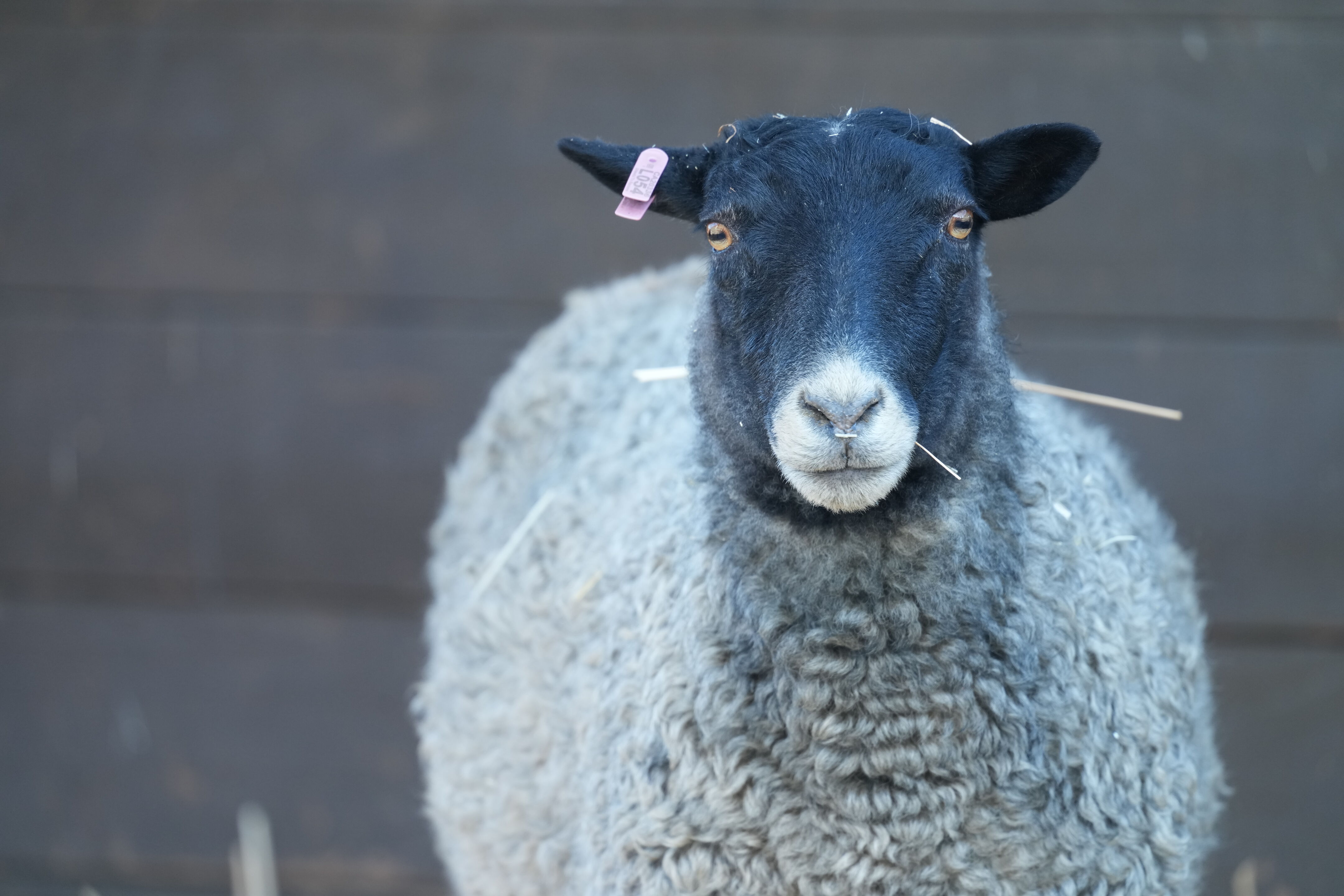 Ardenwood Historic Farm
