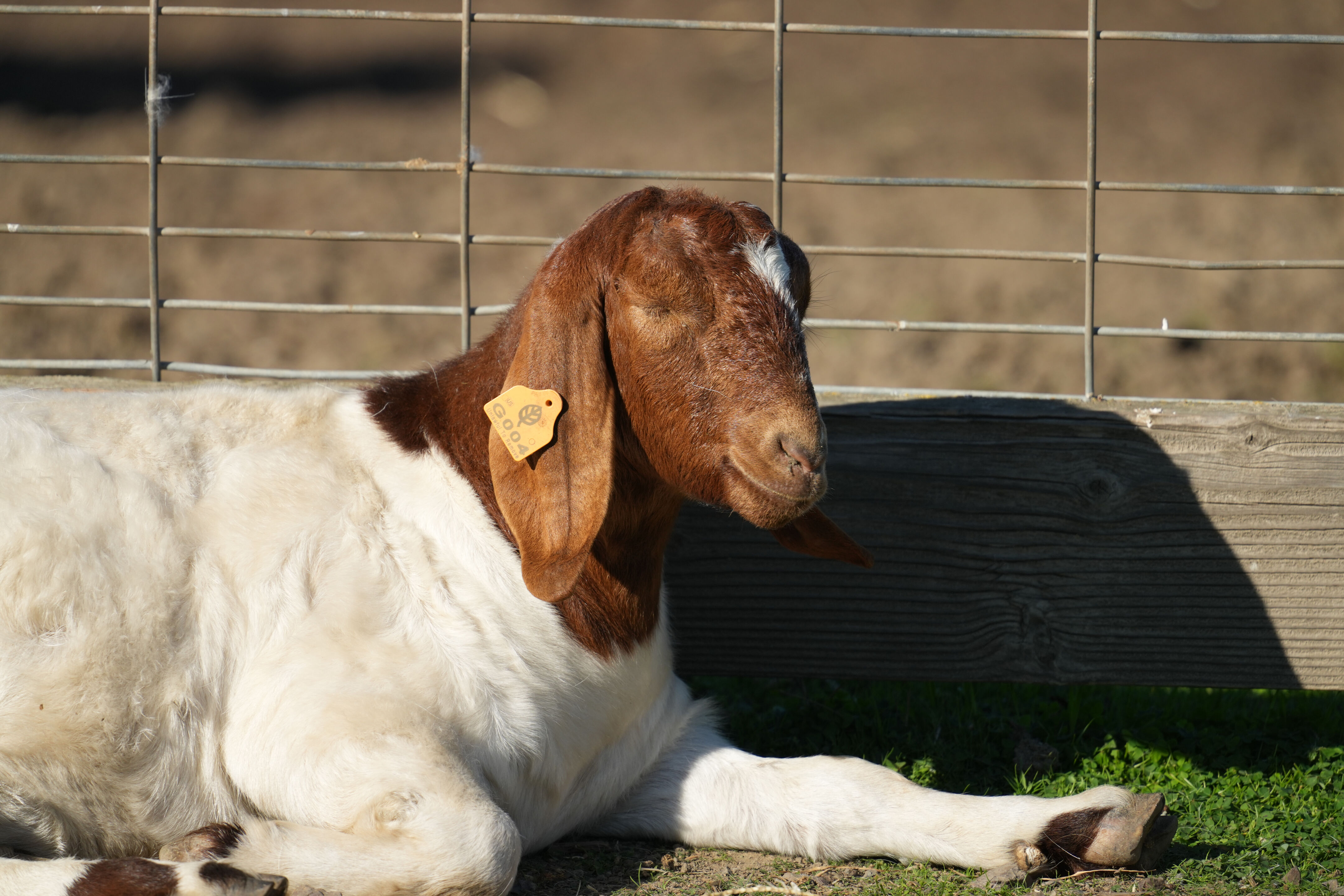 Ardenwood Historic Farm