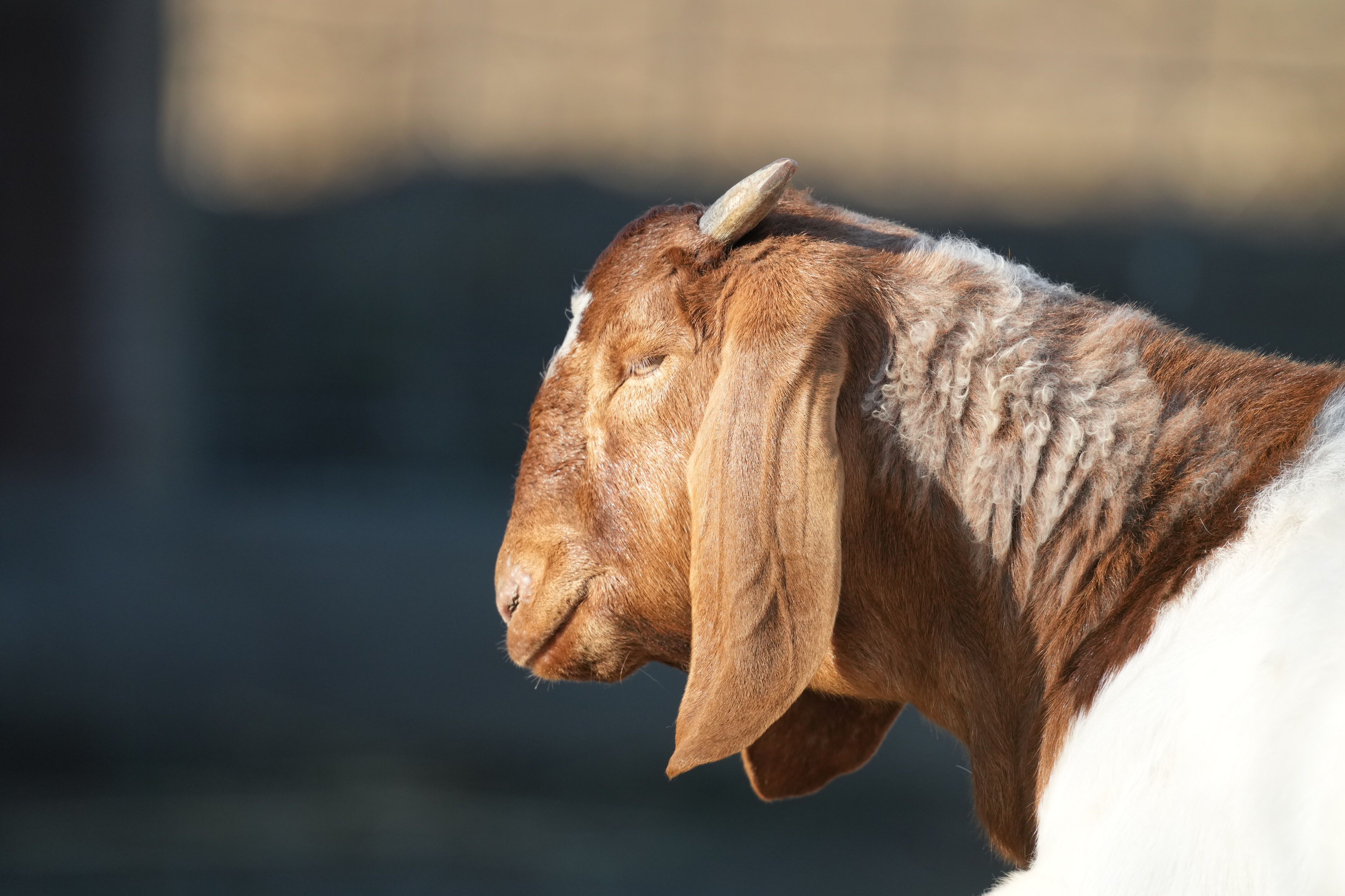 Ardenwood Historic Farm