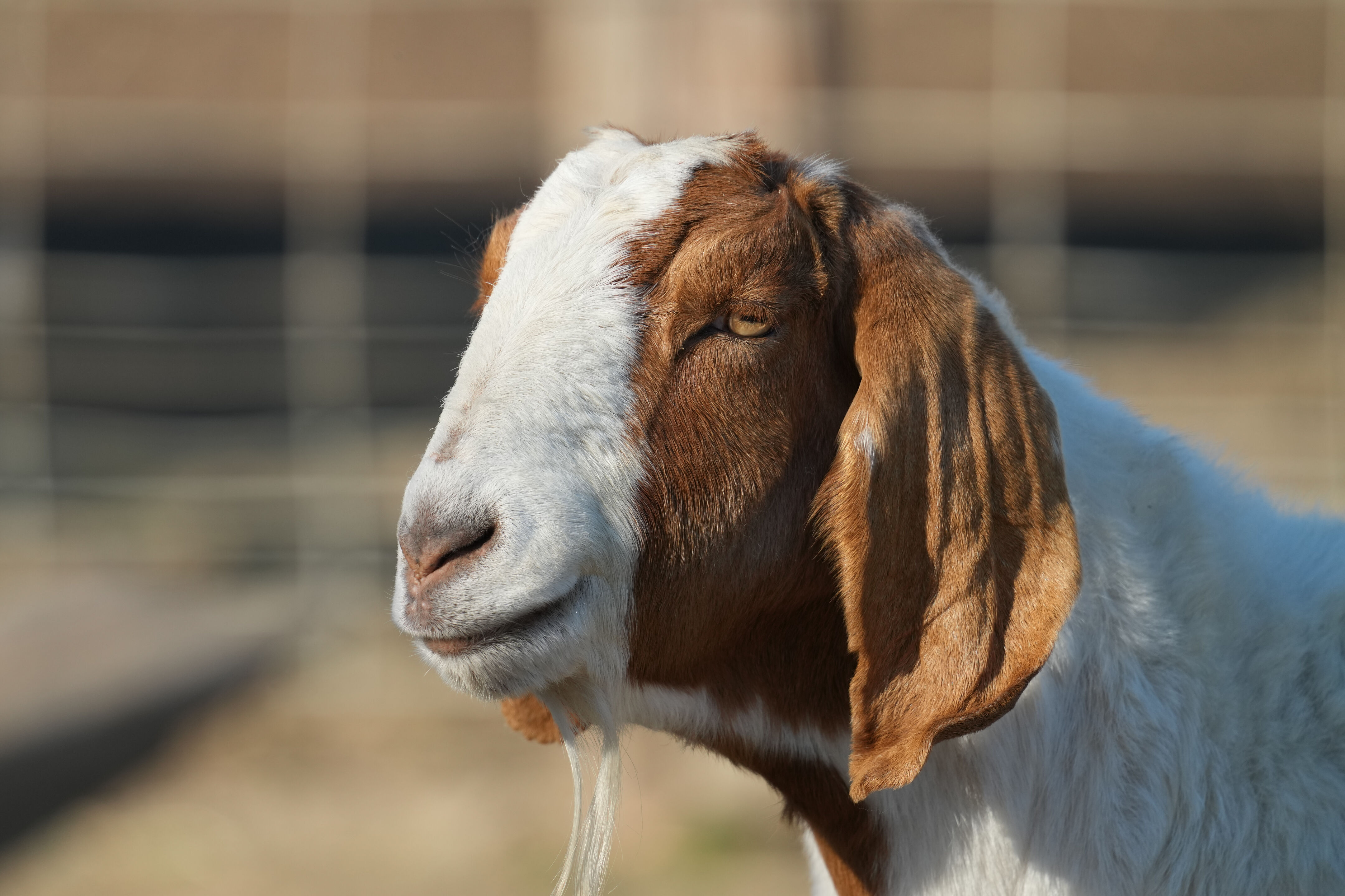 Ardenwood Historic Farm