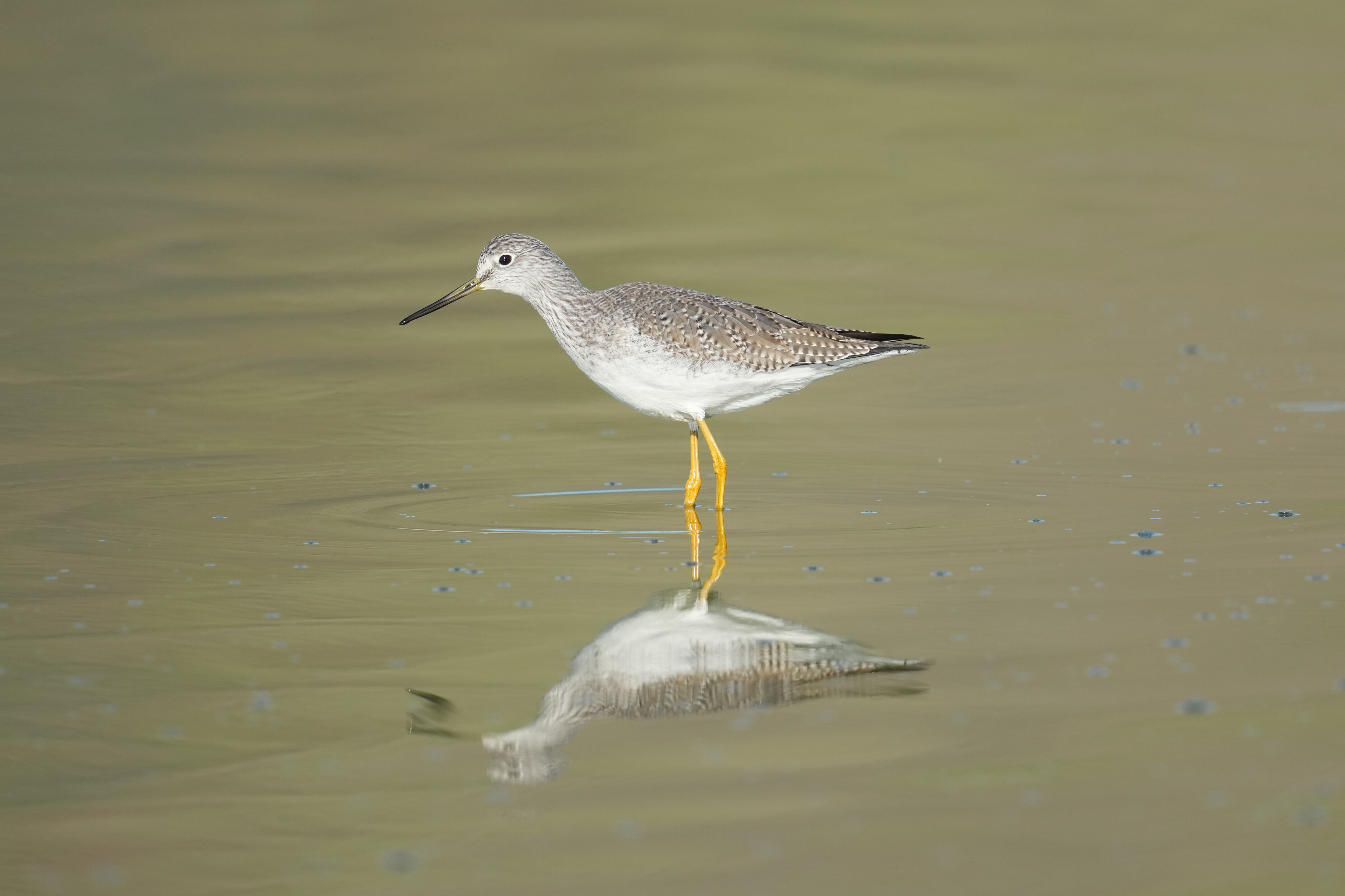 Don Edwards San Francisco Bay National Wildlife Refuge