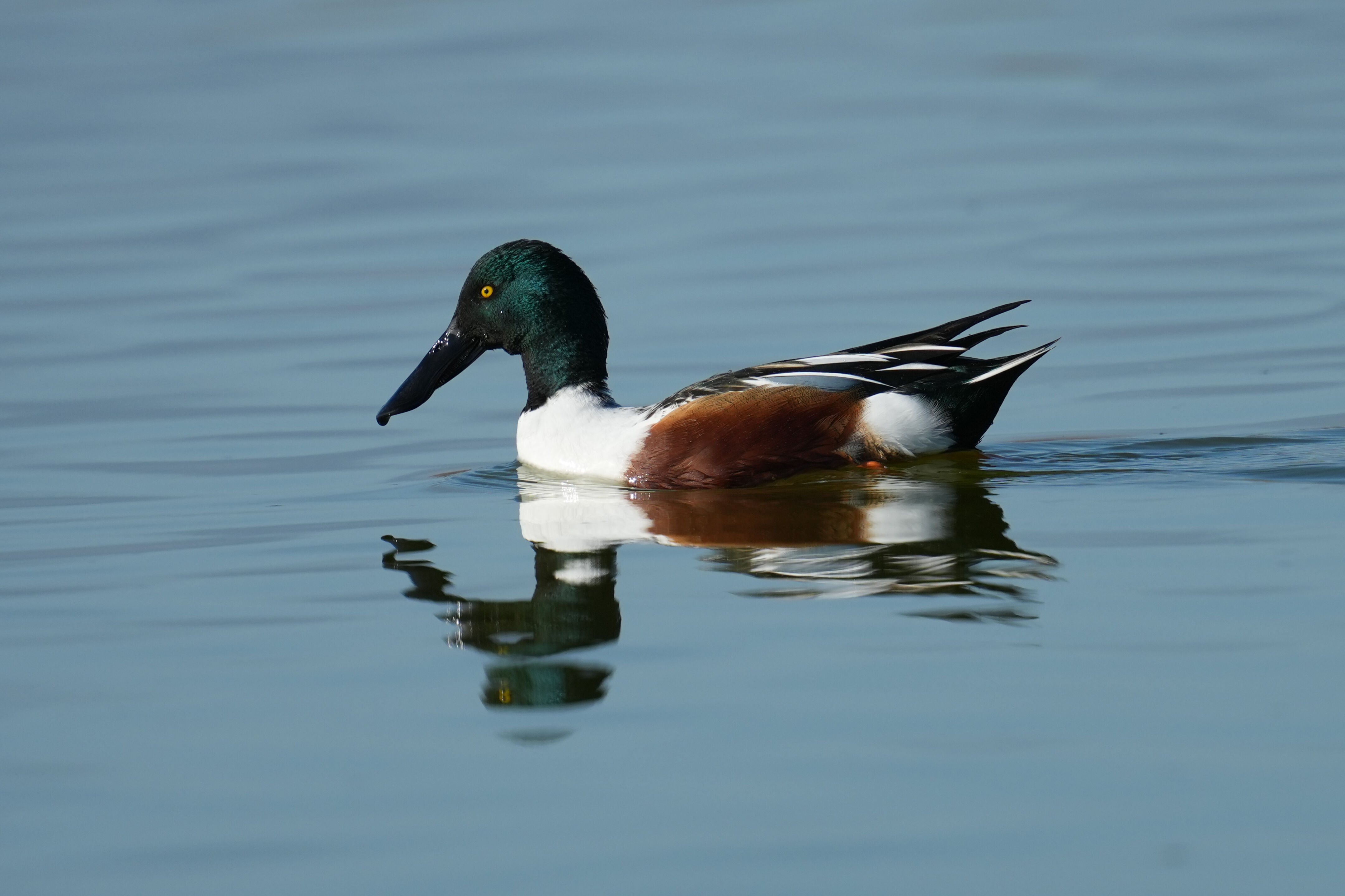 Don Edwards San Francisco Bay National Wildlife Refuge
