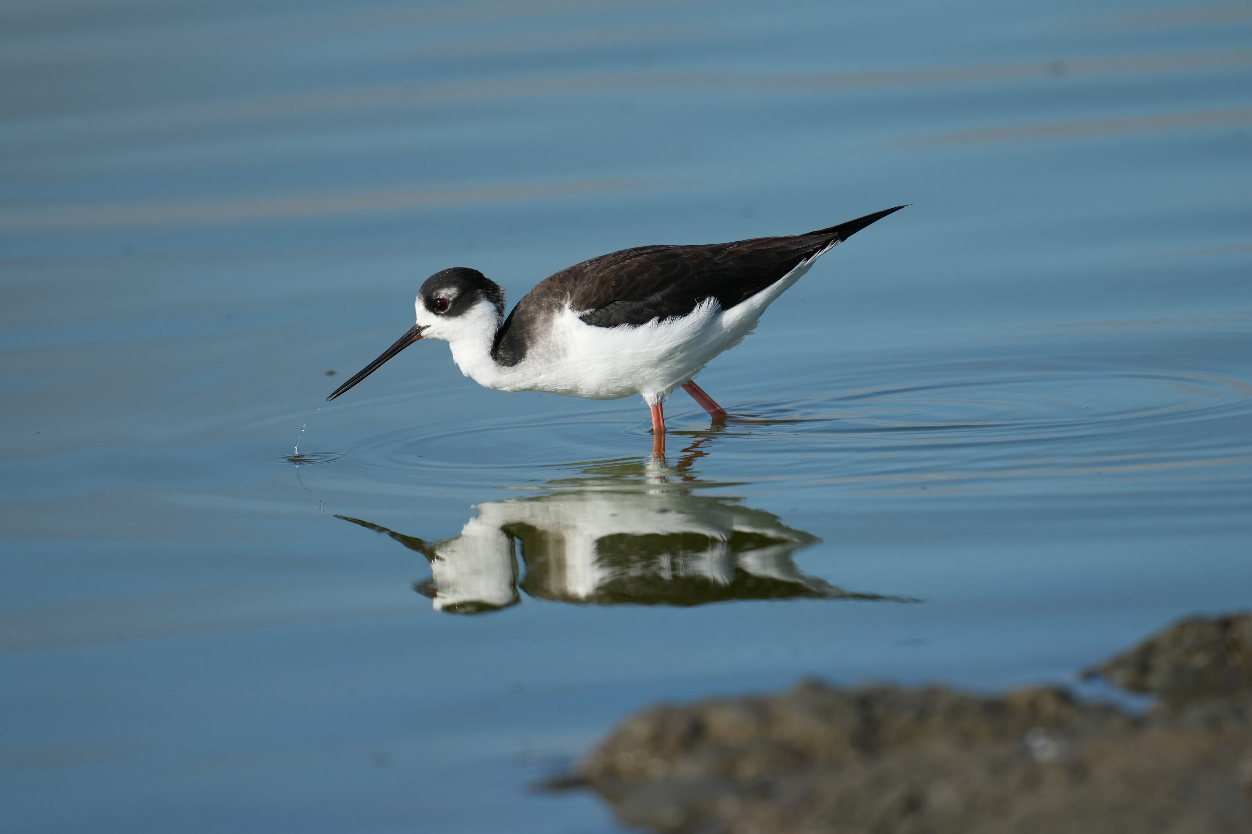 Don Edwards San Francisco Bay National Wildlife Refuge