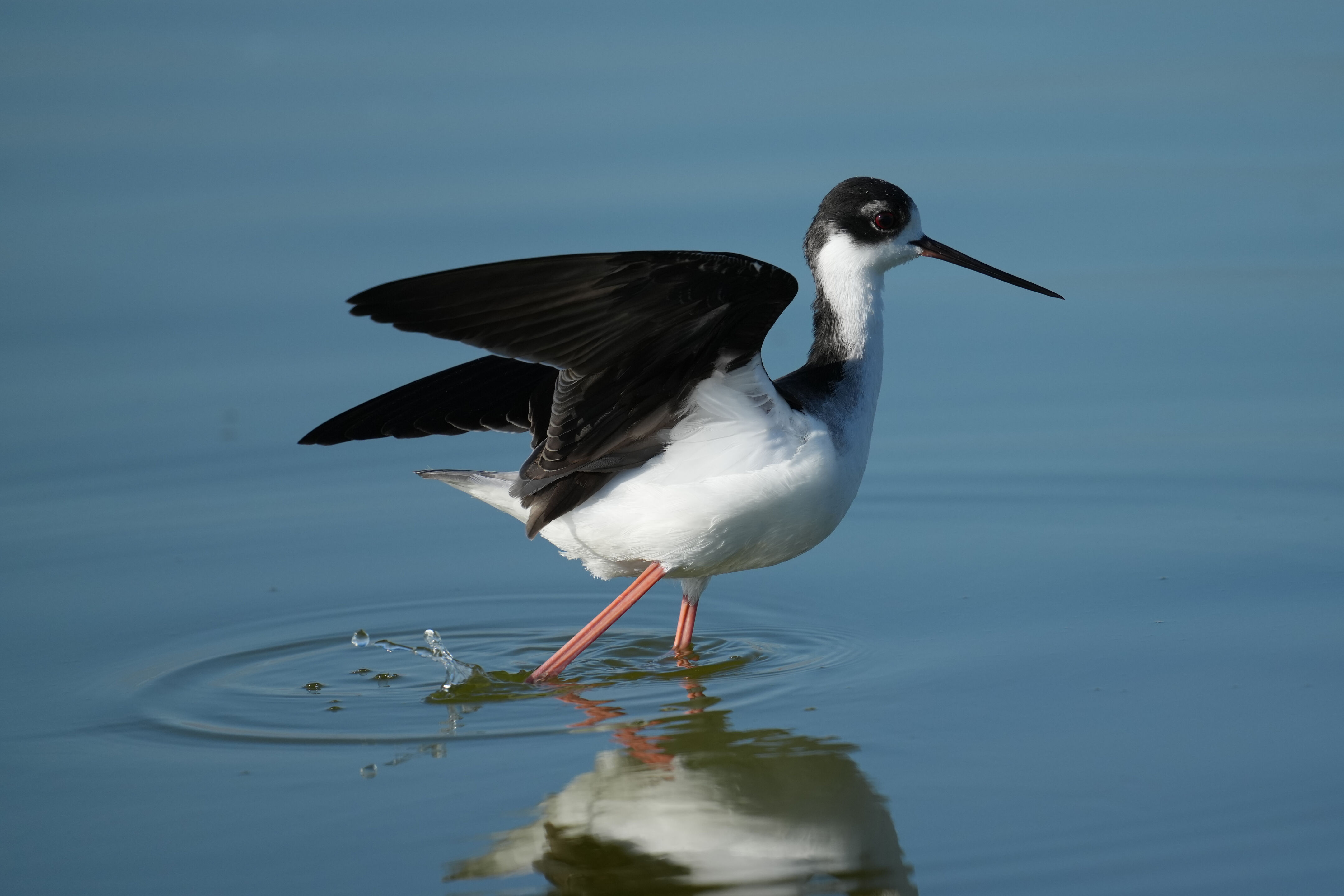 Don Edwards San Francisco Bay National Wildlife Refuge