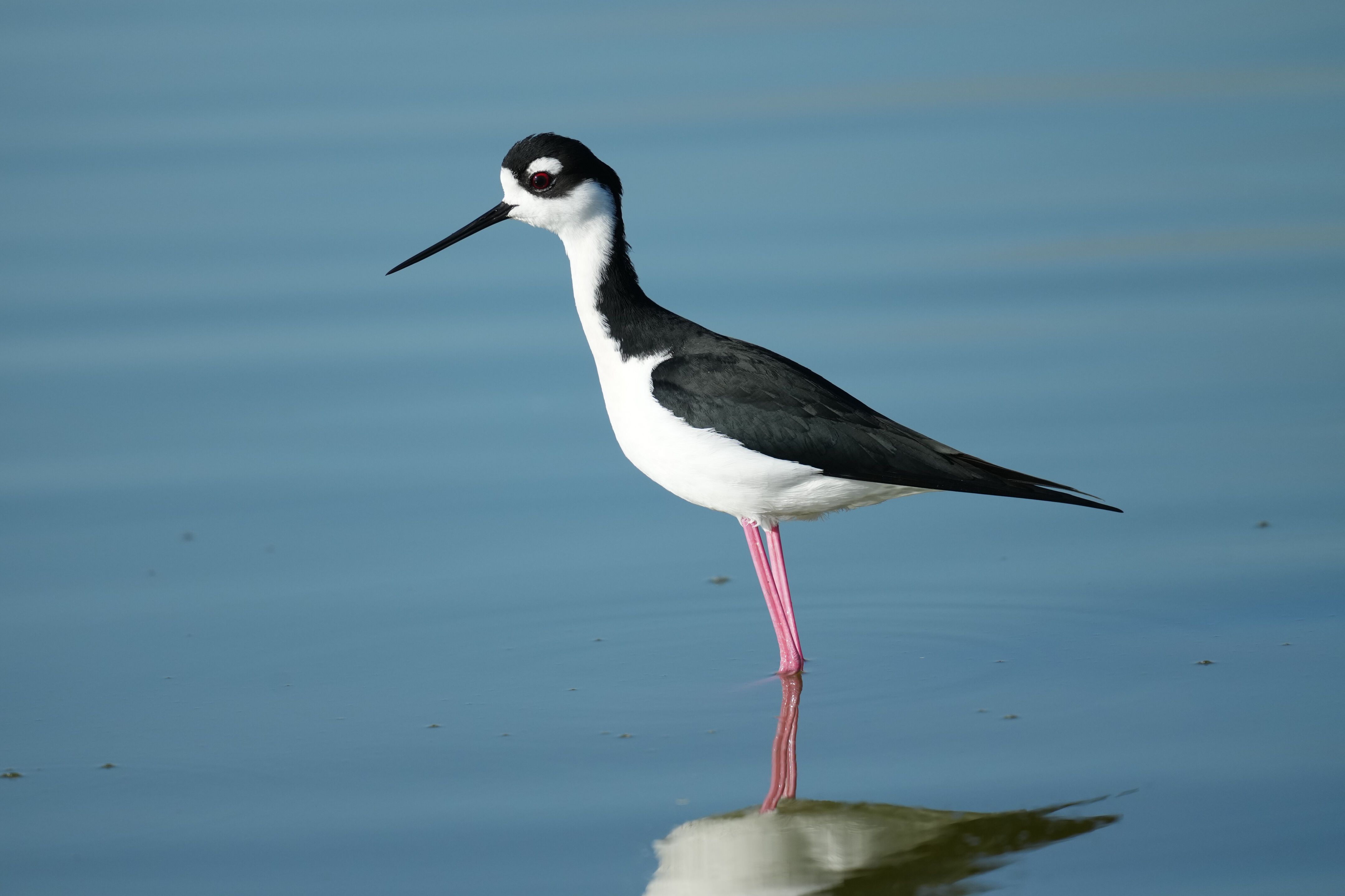 Don Edwards San Francisco Bay National Wildlife Refuge