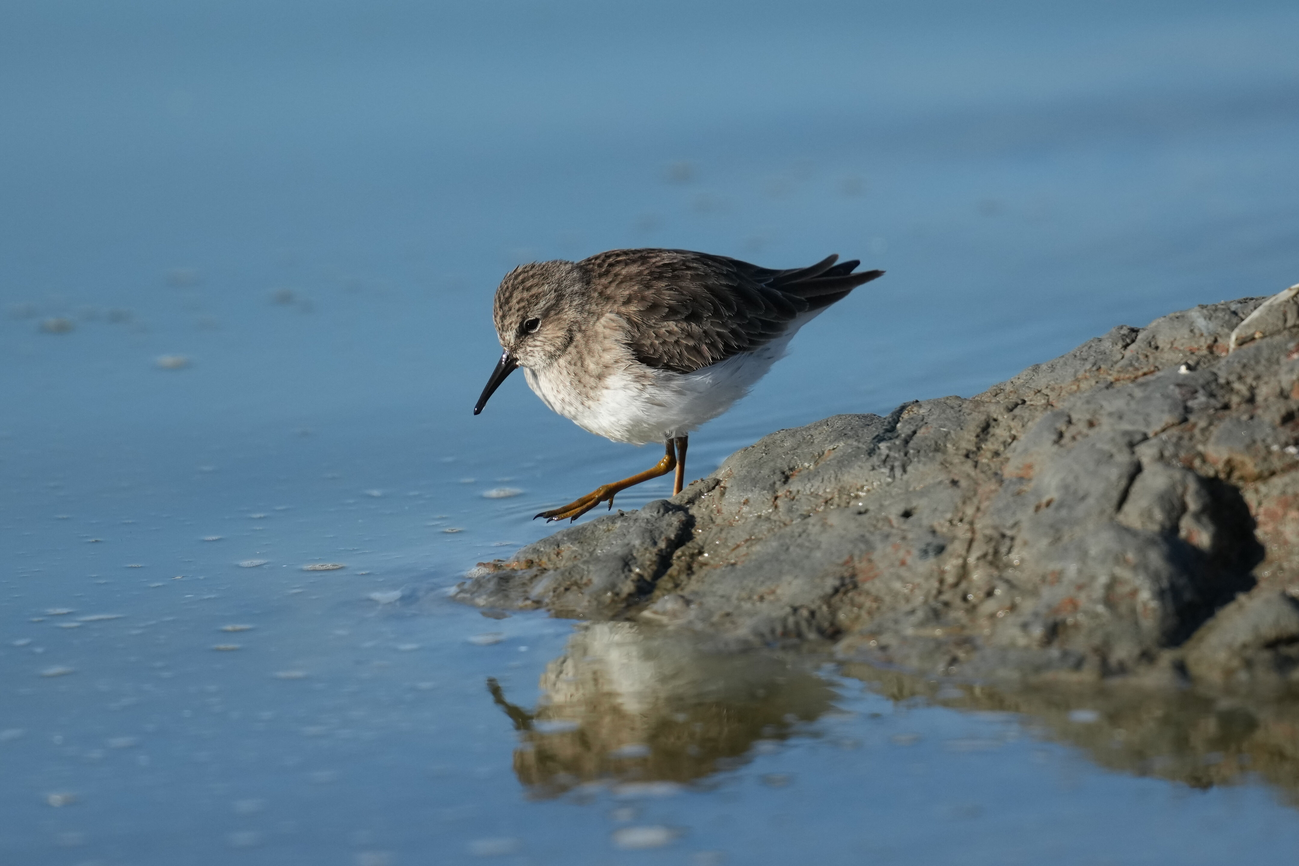 Don Edwards San Francisco Bay National Wildlife Refuge