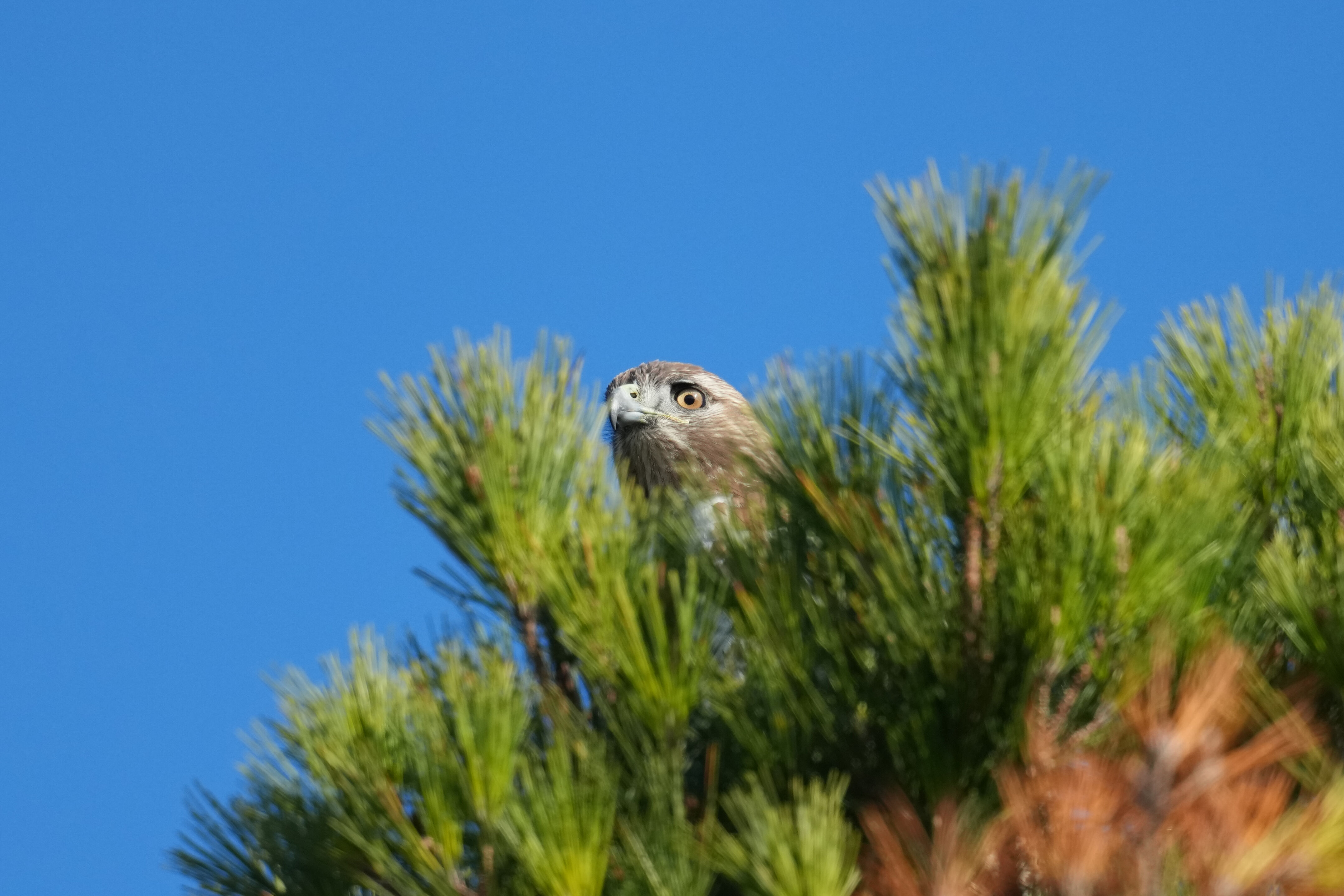 Don Edwards San Francisco Bay National Wildlife Refuge