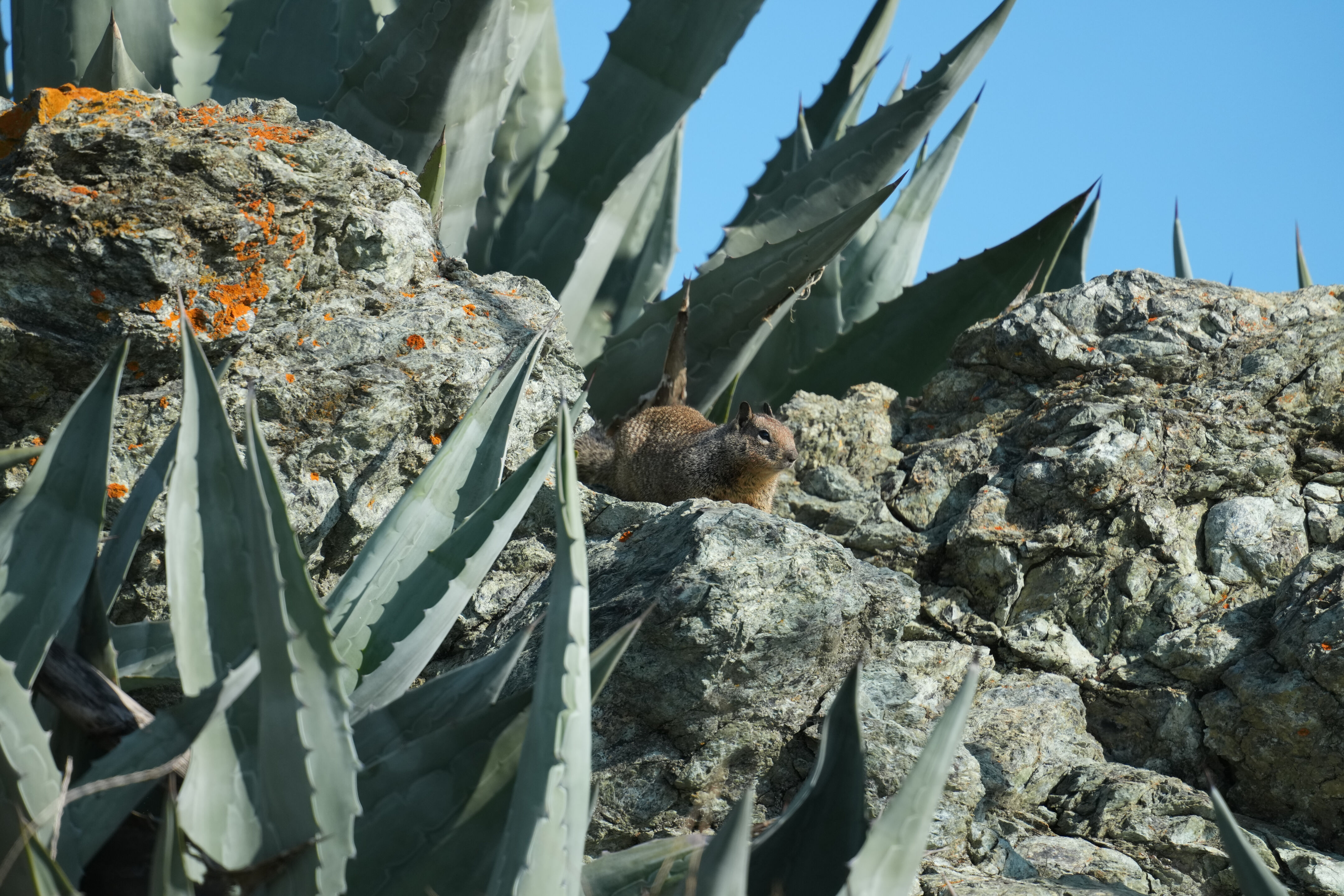 Don Edwards San Francisco Bay National Wildlife Refuge