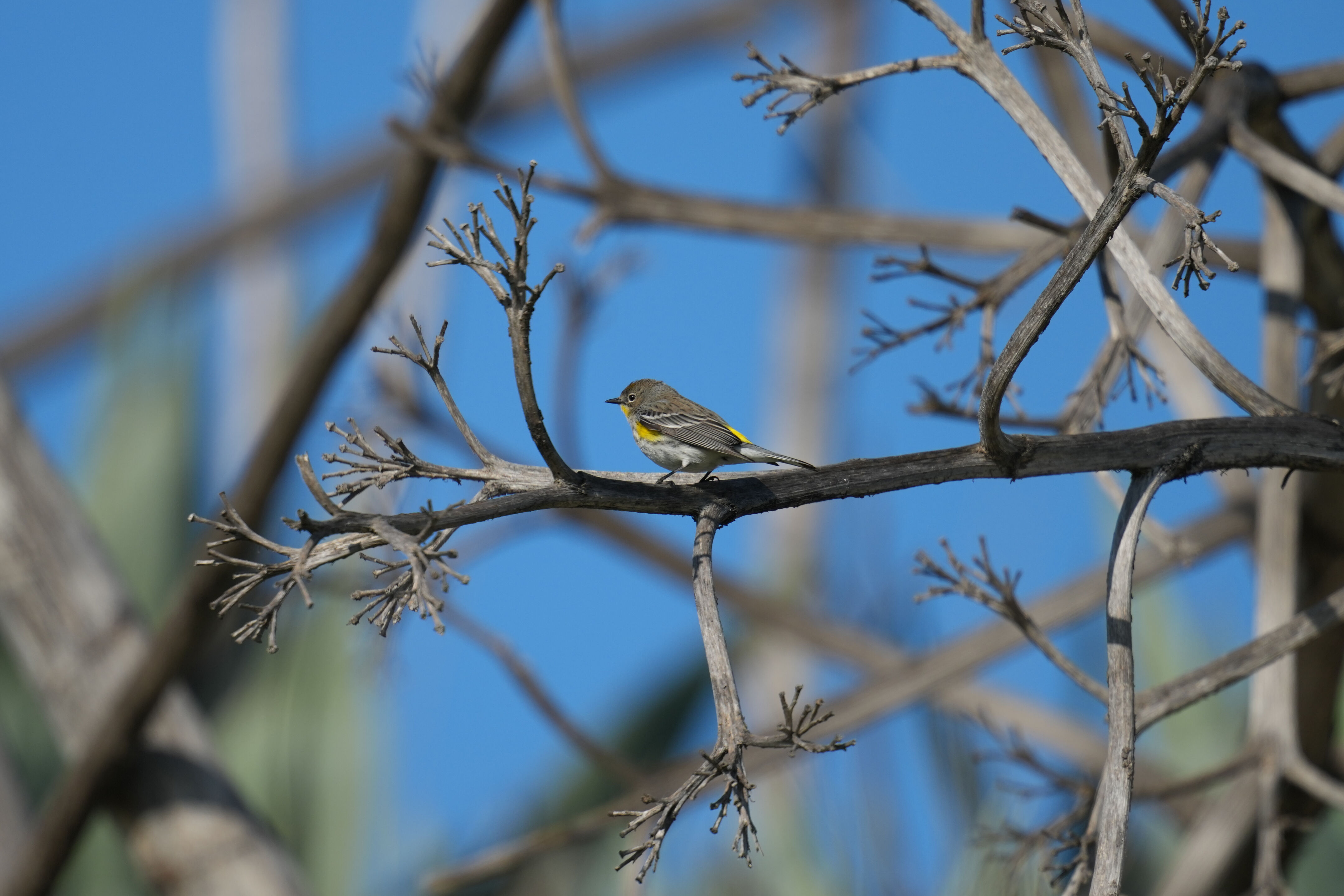 Don Edwards San Francisco Bay National Wildlife Refuge