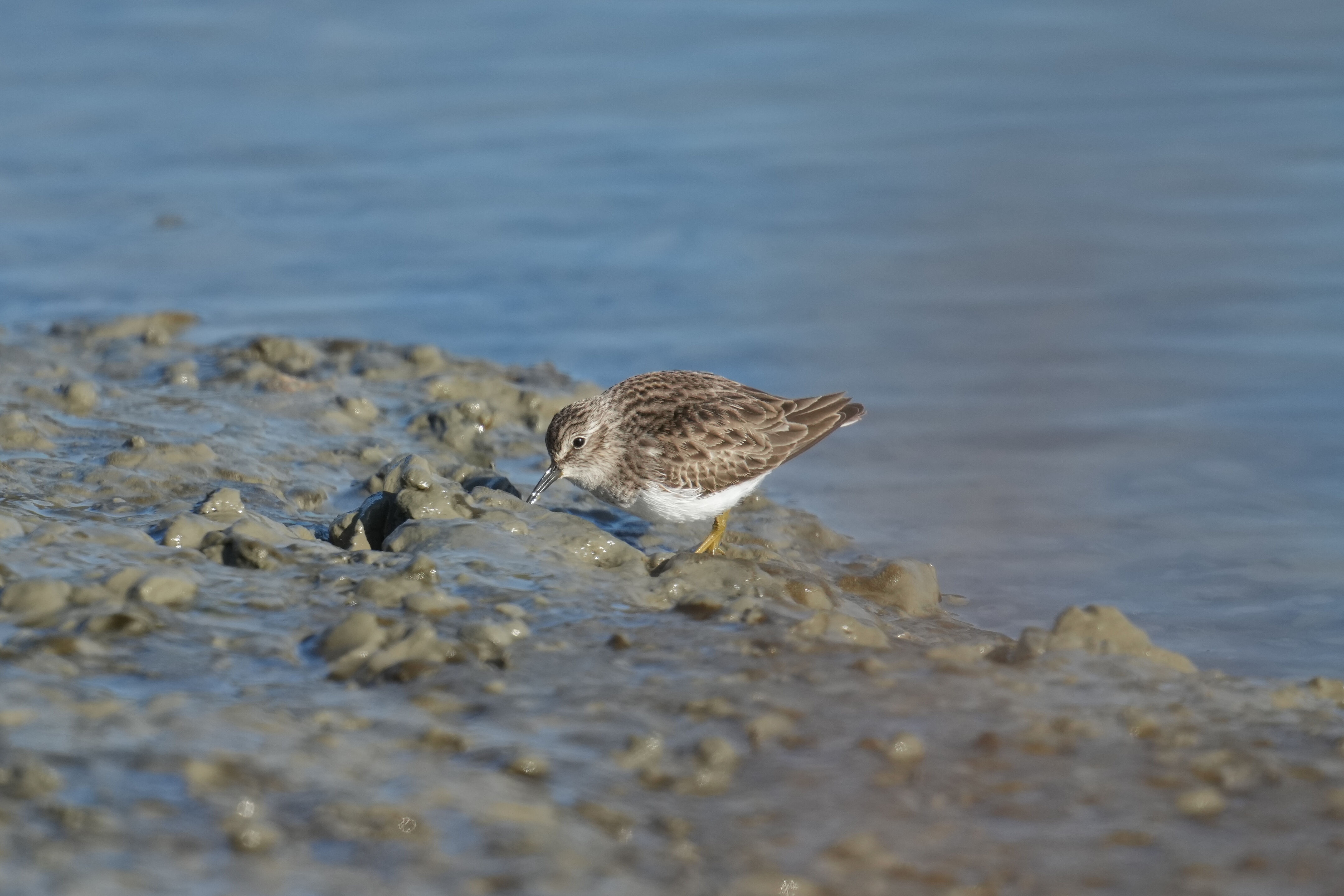 Don Edwards San Francisco Bay National Wildlife Refuge