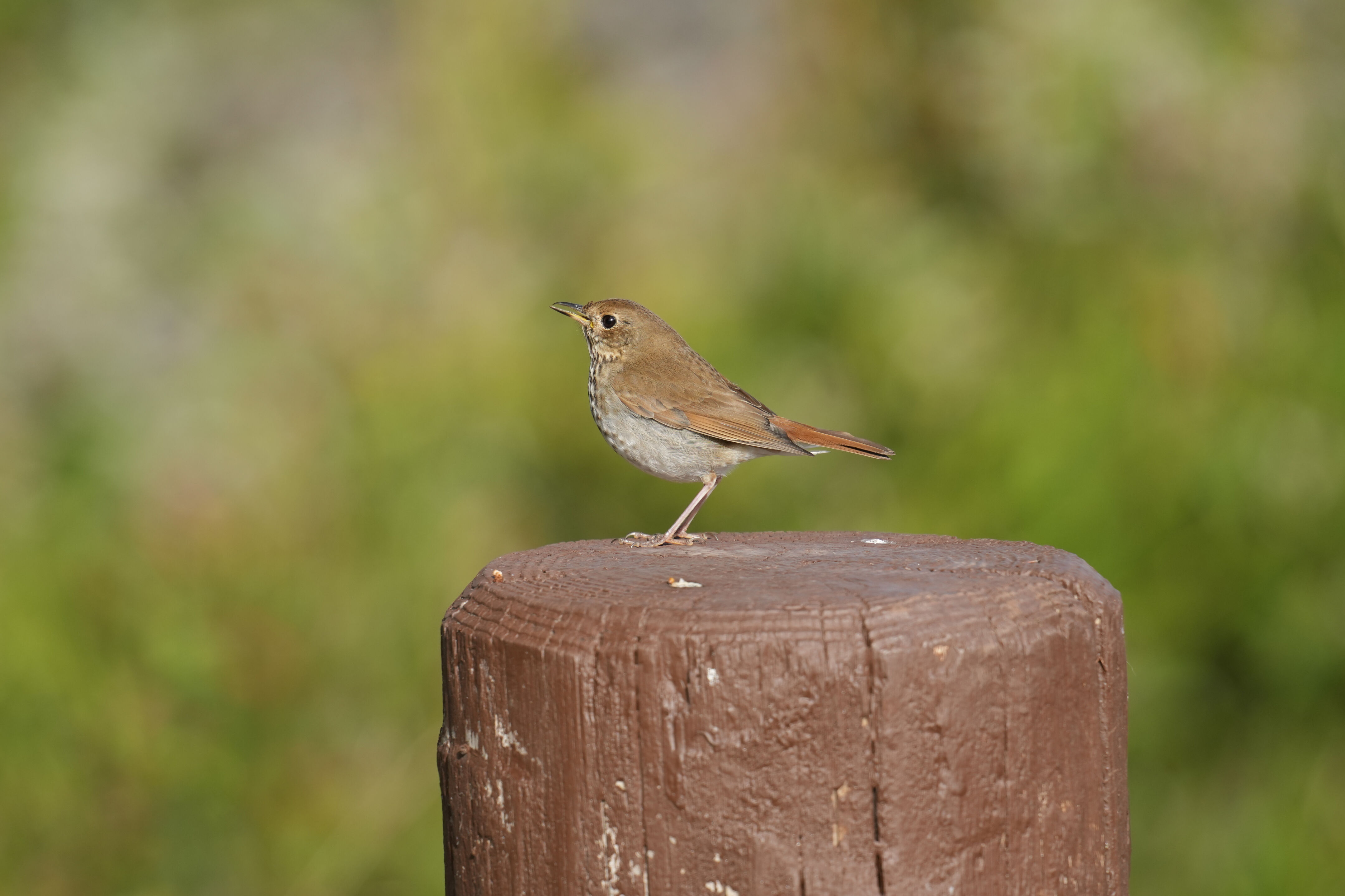 Don Edwards San Francisco Bay National Wildlife Refuge